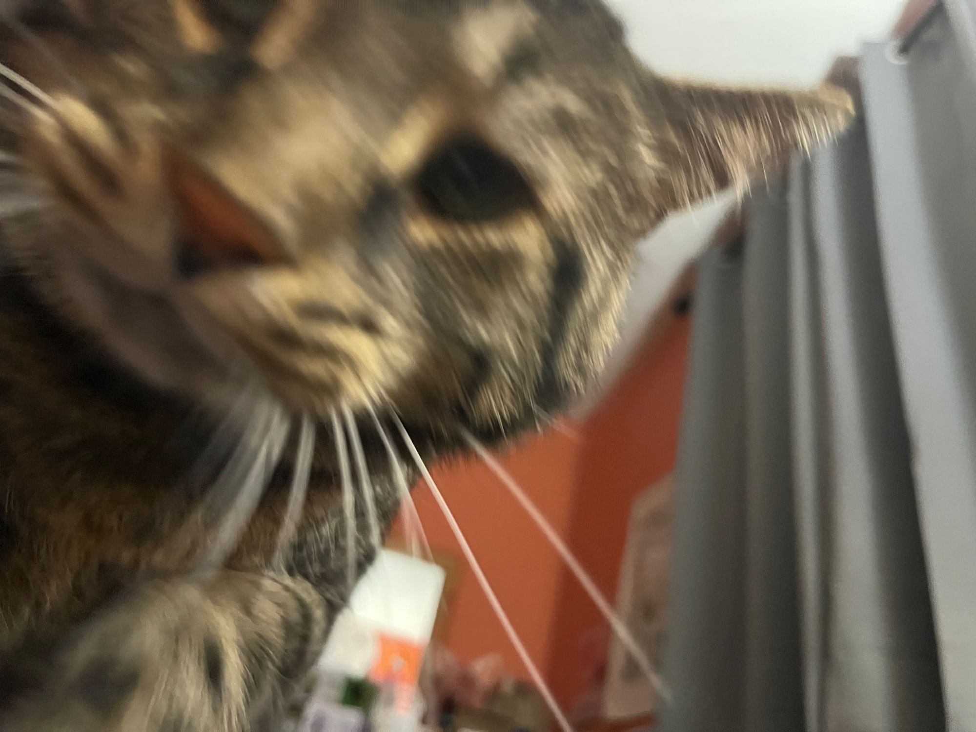 A very blurry image of Fishtopher, a brown tabby cat. He looks down at the camera and is blurry from movement.