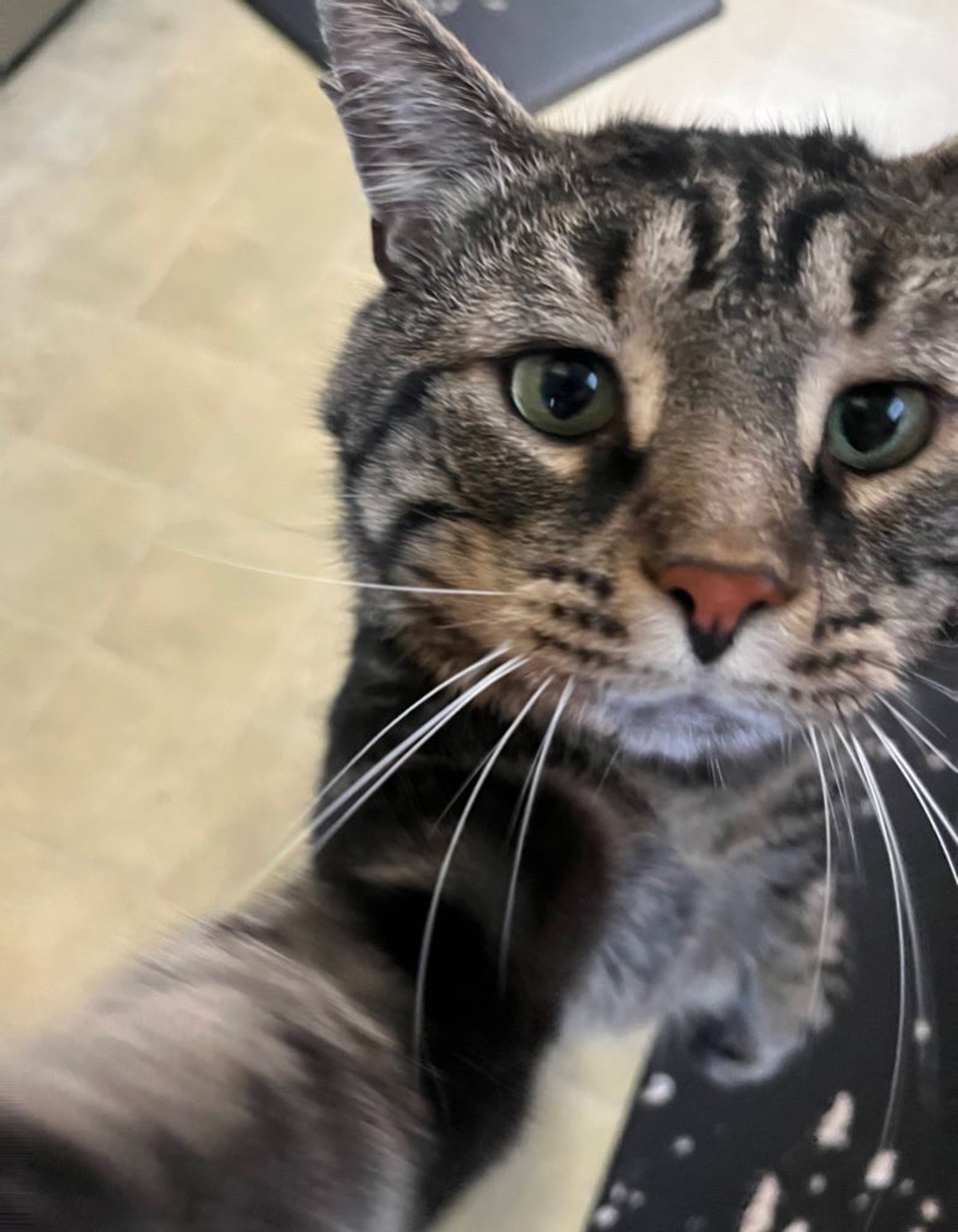 Fishtopher, a brown and black tabby cat with green eyes, looks up at the camera intensely. He reaches towards the camera with one front paw.