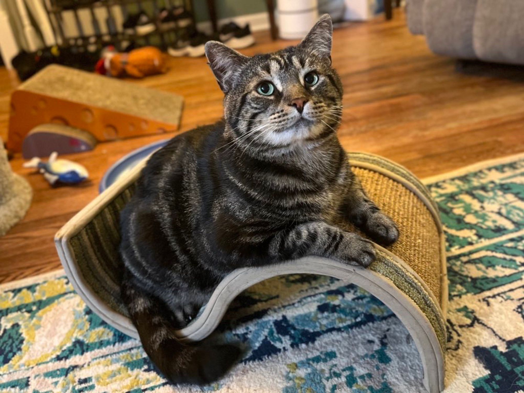 Fishtopher, a brown and black striped tabby cat, sitting in the trough of an S shaped cat scratcher. His front paws sit politely in front of him on top of the peak of the scratcher. He looks at the camera with warm green eyes.