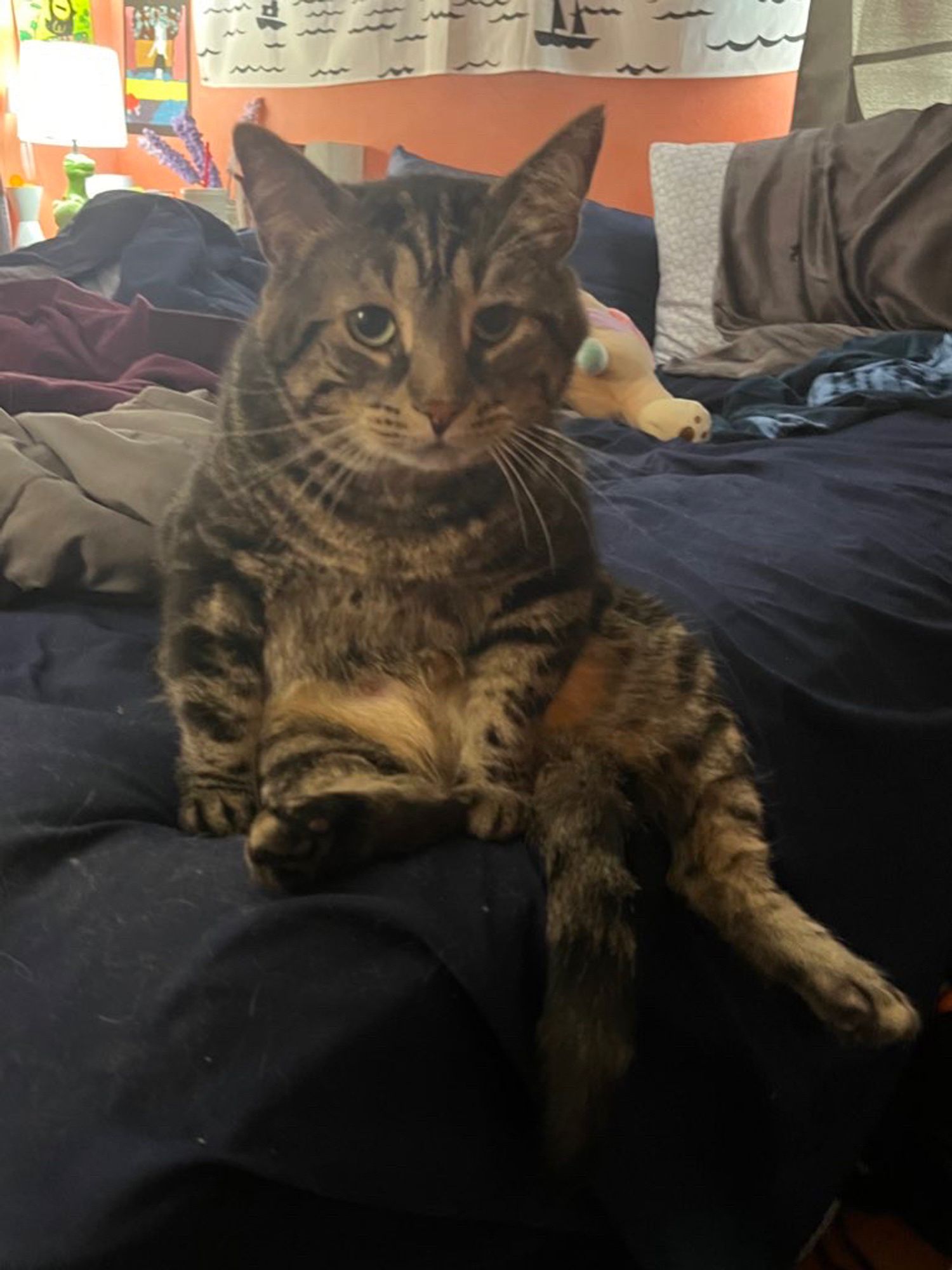 Fishtopher, a brown tabby cat, sitting like a person. His back legs and light brown belly are exposed, and his top half sits up. His front paws hold his upper body up and he looks at the camera.