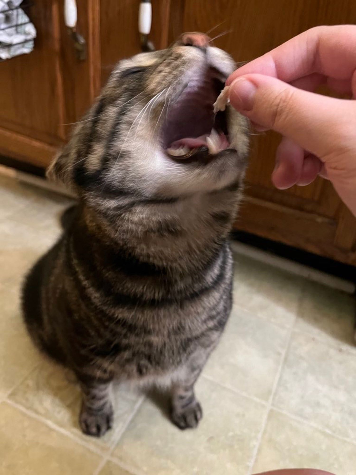 Fishtopher is now about to eat the chicken, his mouth open very wide and blurry with movement. His head is thrown back and his nose sticks up in the air.