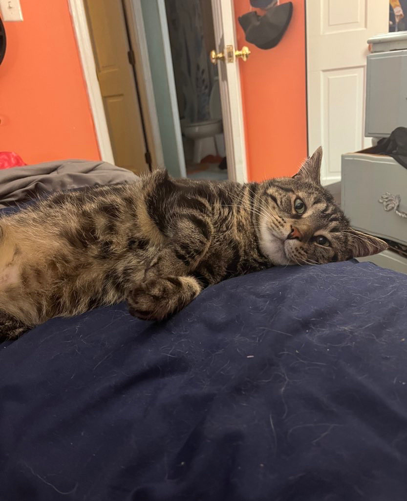 Fishtopher, a brown and black striped tabby cat, laying on his side, exposing his light brown belly. He lays very casually, with his front paws tucked slightly in front of him. He looks at the camera with a friendly expression.