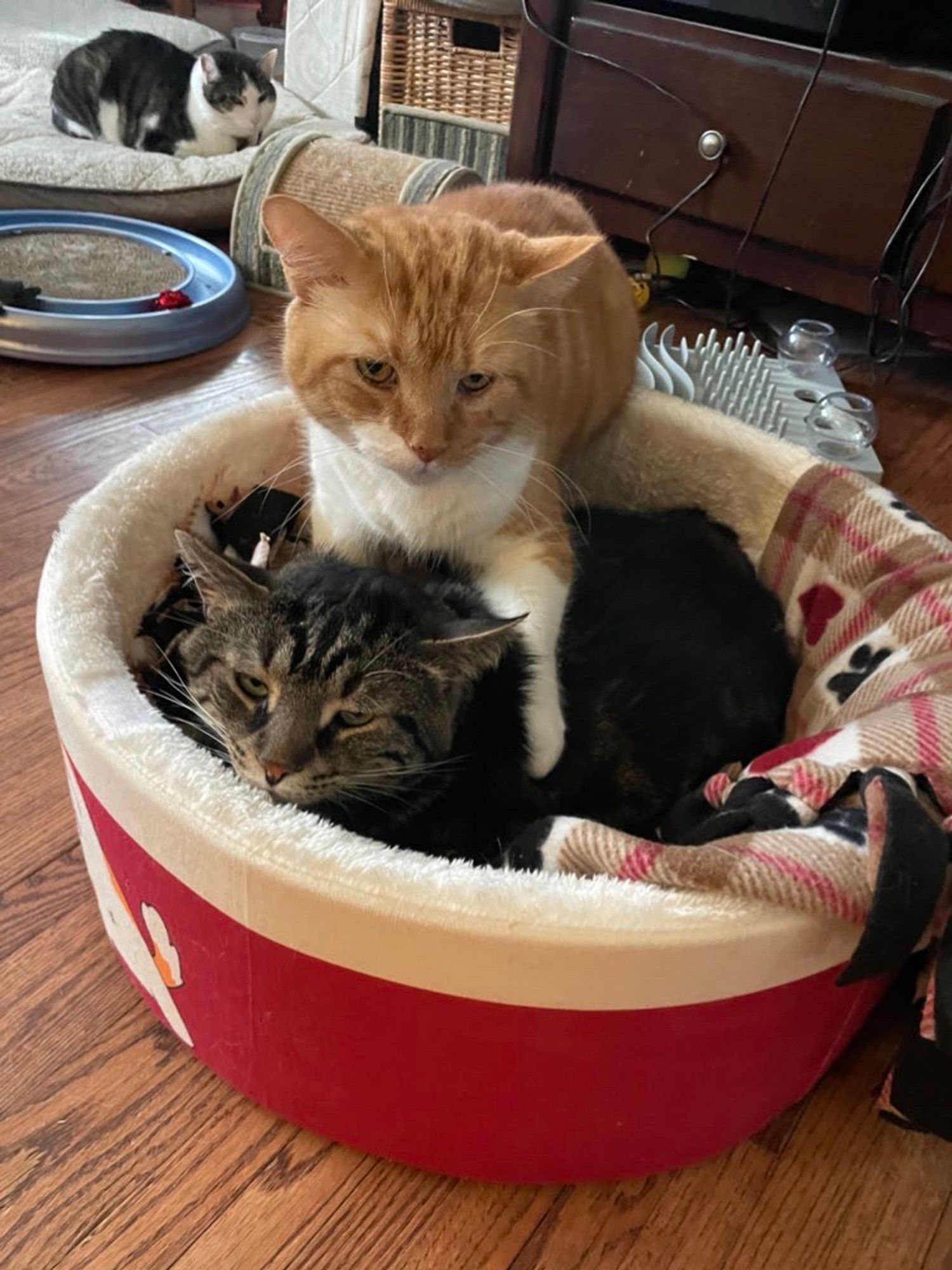 Fishtopher, a classic brown tabby cat, laying in a circle shaped cat bed. Mr Lover, an orange and white tabby cat, stands over Fish and rests his paw on him. Fishtopher appears slightly peeved, with his ears slightly back. In the background, Matilda, a white and brown cat, sits in a loaf position.