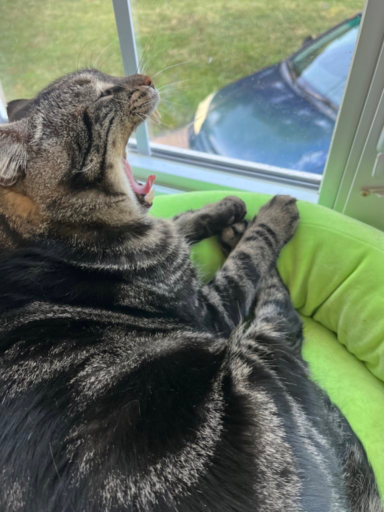 Fishtopher, a brown and black striped tabby cat, laying in a green bed and yawning. The camera sits behind him, so his face is in profile. His mouth opens wide, with his tongue curled upwards. His eyes are closed tight and his ears are laid back. His feet sit in front of him, with very round paws.