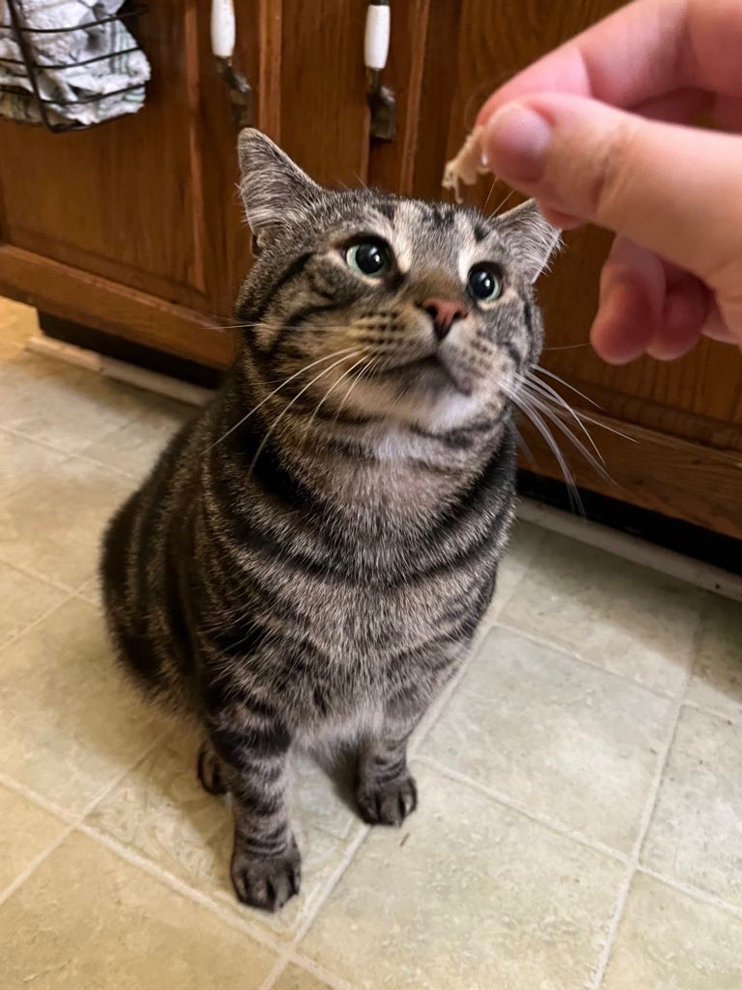 Fishtopher, a brown and black striped tabby cat, sitting on a tile floor. His green eyes sparkle with excitement as he looks up at my hand holding a piece of chicken.