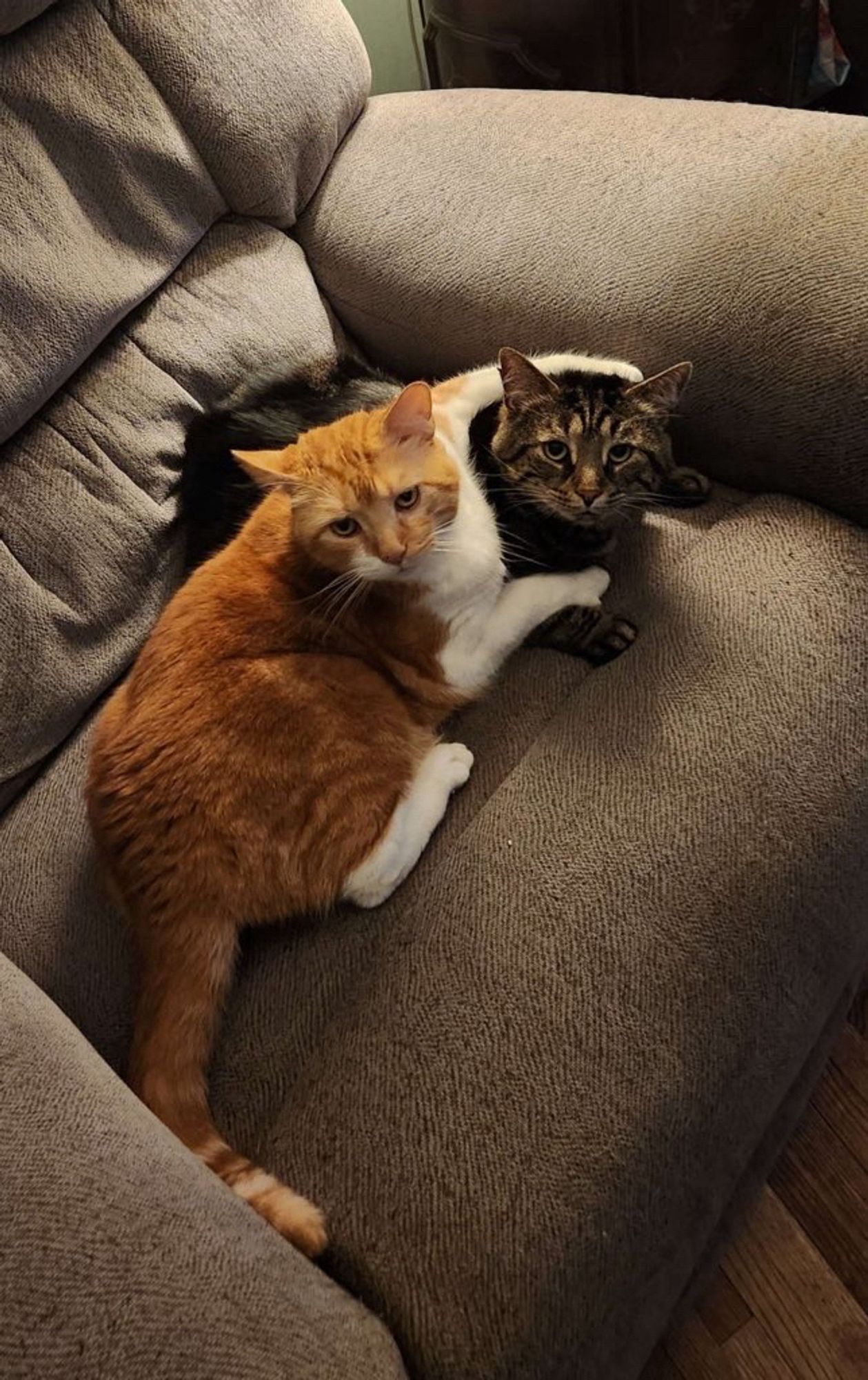 Two cats, Mr Lover and Fishtopher, laying on a recliner. Mr Lover, an orange tabby, has his front legs wrapped around Fishtopher, a brown tabby. They both look comfortable and look up at the camera.