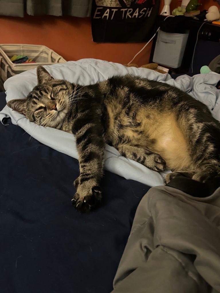 Fishtopher, a classic brown tabby cat, laying on his side with his eyes closed. He stretches one front leg out, extending his claws.