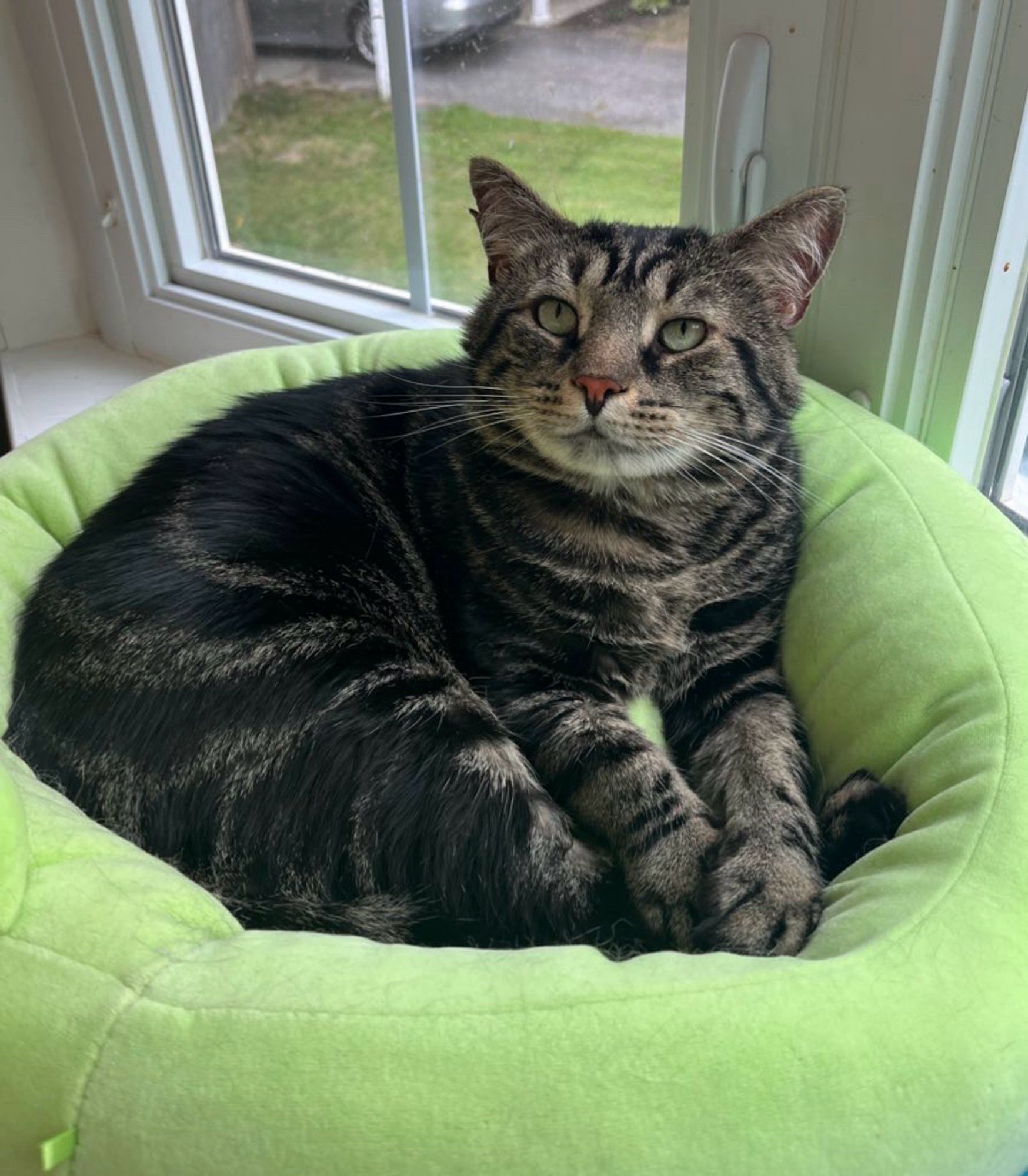 Fishtopher, a classic brown tabby cat, laying in a green bed in a windowsill. He looks at the camera with bright green eyes and attentive ears. His front paws are politely placed on top of one another.