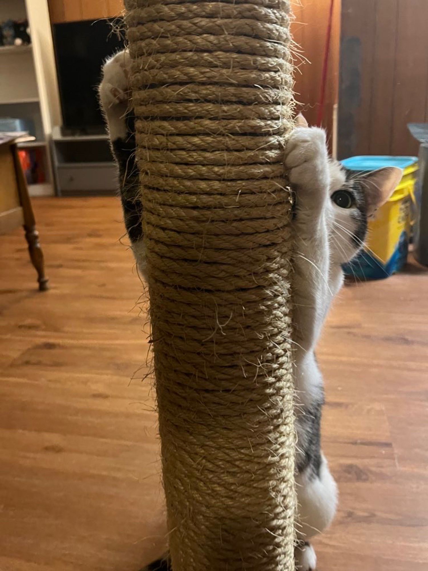 Matilda, a white and brown cat, hiding mostly behind a sisal rope pole. Her front paws wrap around the pole and scratch it. Half her face is visible, with her focus on the pole.