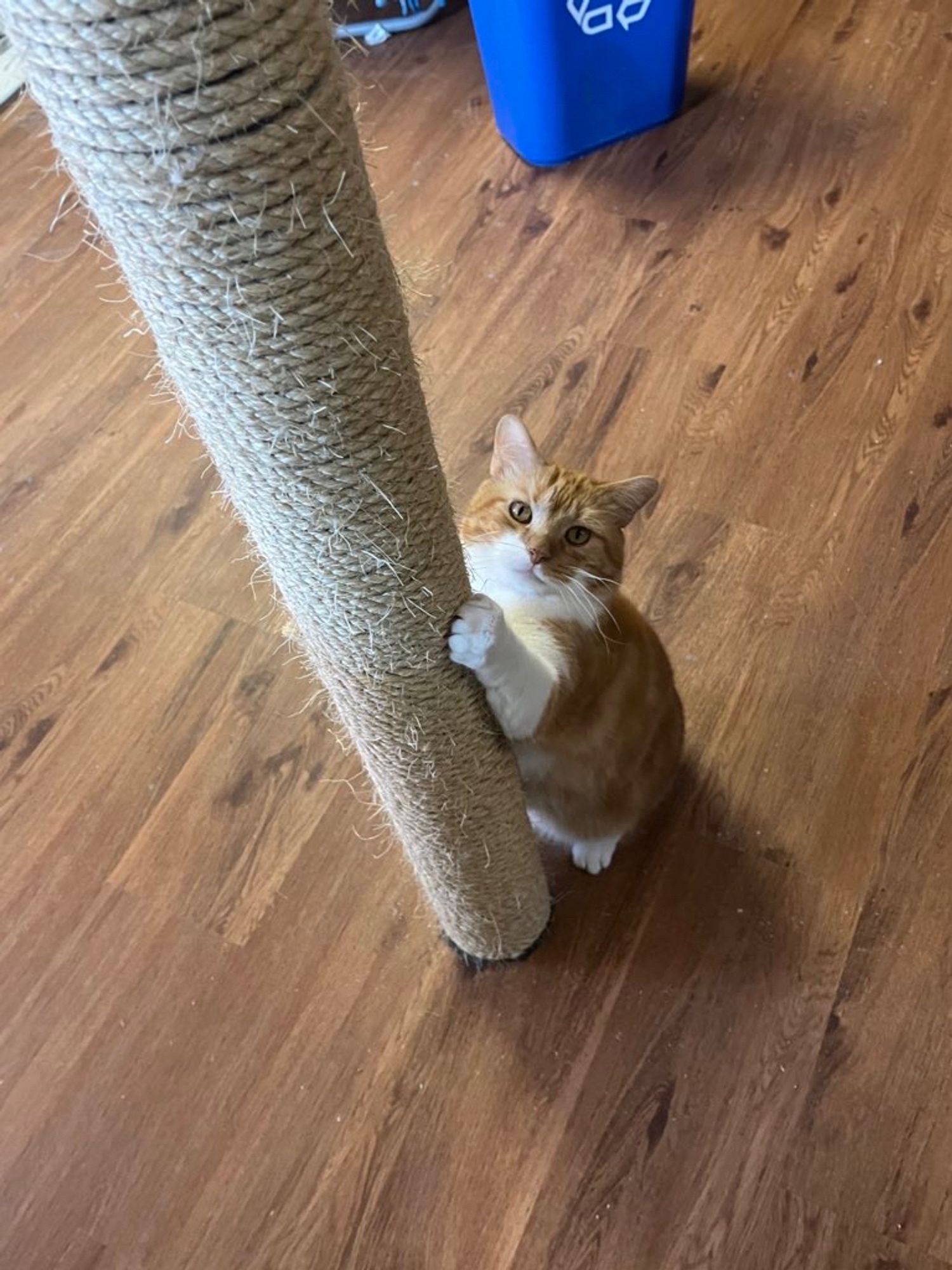 Mr Lover, an orange and white tabby cat, sits at the base of a sisal rope pole. He has one paw on the pole and he looks up with amber eyes.