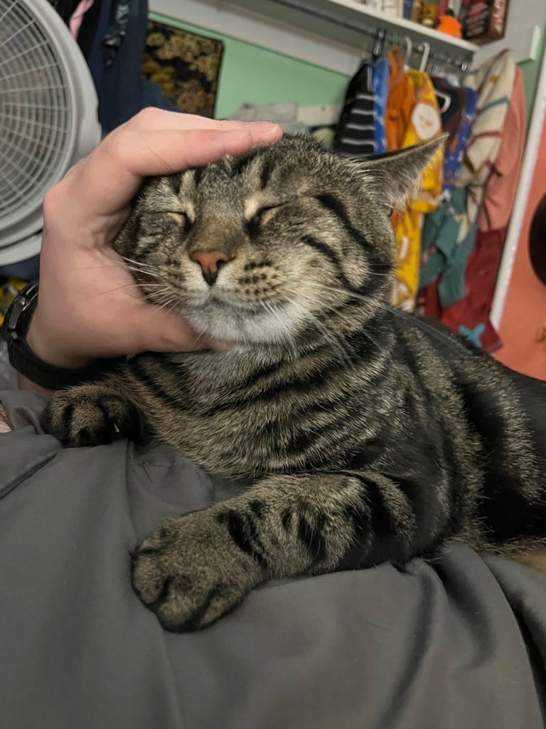 Fishtopher, a classic brown tabby cat, having his head held like a hamburger. The person holding his head has their hands cupped gently around the side of his head. Fishtopher's eyes are closed and he kneads into the bed with his front paws.