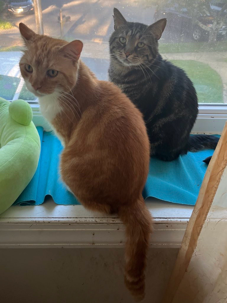 Two cats sitting in a bay window and looking at the camera. Fishtopher, a brown tabby cat, sits farther from the camera and looks ahead with bright green eyes. Mr Lover, an orange and white tabby cat, sits closer to the edge of the windowsill, with his tail hanging over the edge. He looks ahead, slightly to the left of the camera.