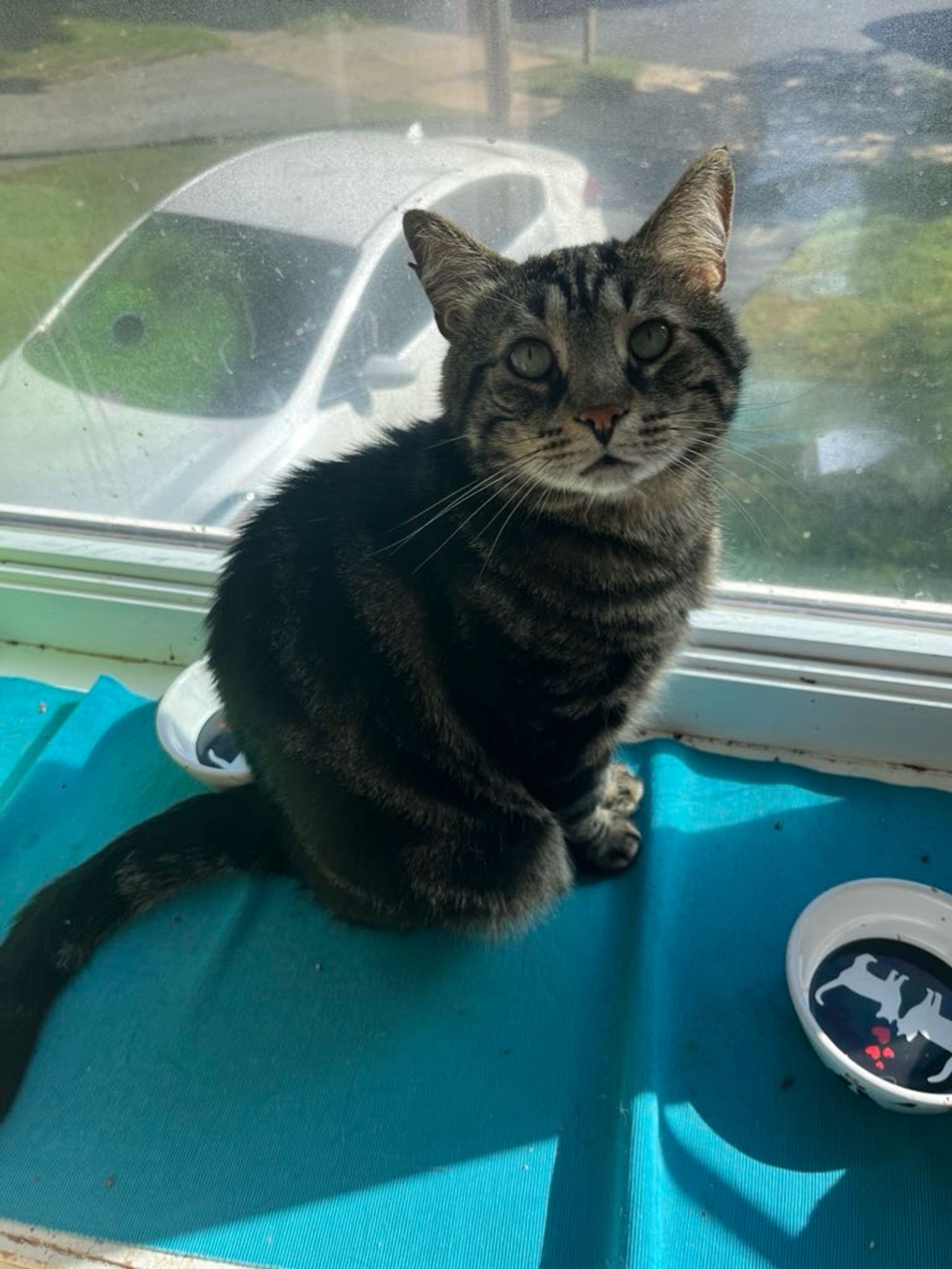 Fishtopher, a classic brown tabby cat, sitting in a windowsill and looking up at the camera. His front paws are very close together. The window is full of sun, making Fish's pupils small in the light and his green eyes appear larger. He looks alert and relaxed, and his ears are facing forward.