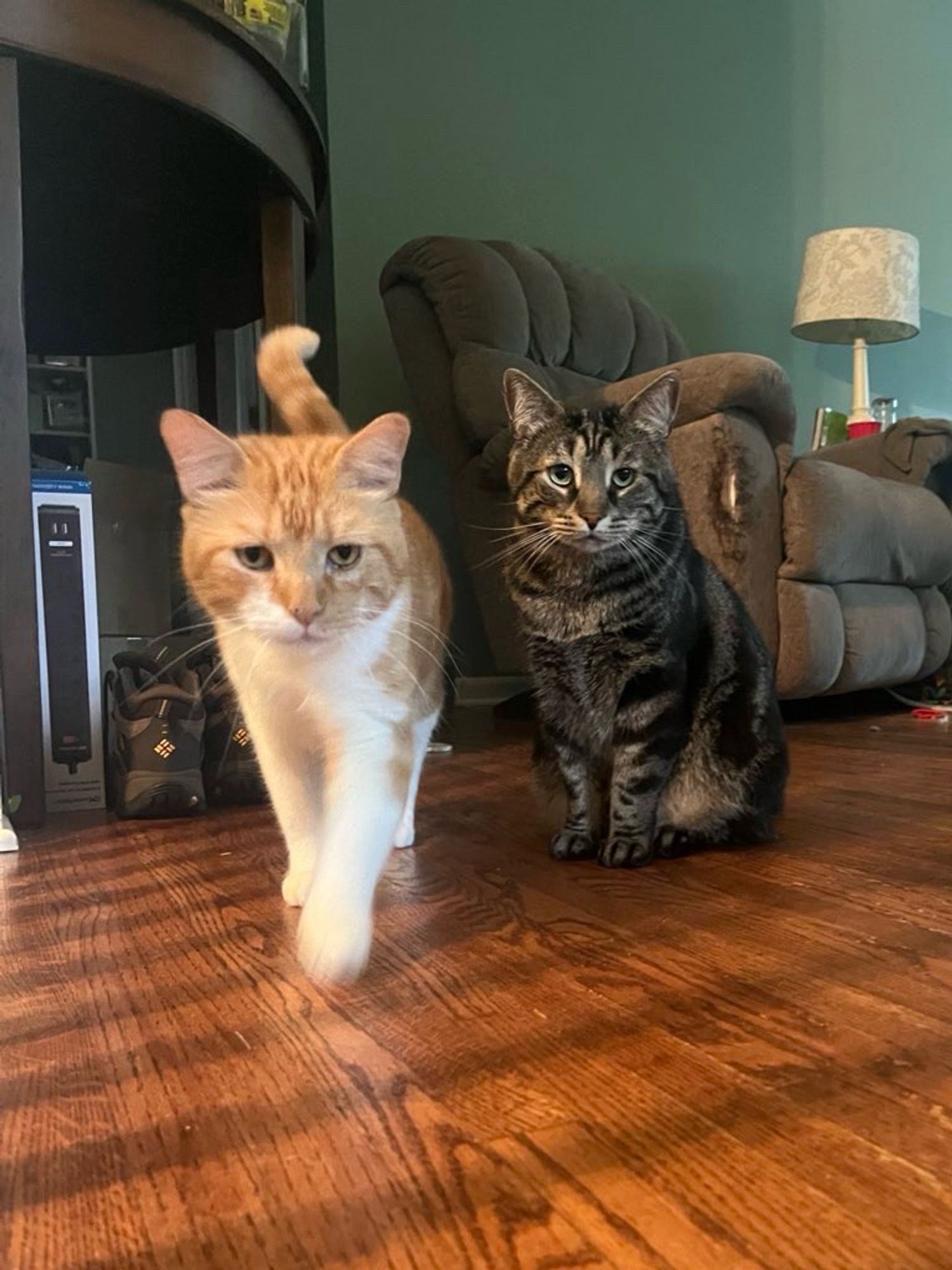 Two cats, one orange and one brown. The orange and white tabby cat, Mr Lover, is standing and taking a step towards the camera with his tail in the air. Fishtopher, a classic brown tabby cat, sits comfortably and looks at the camera with green eyes.