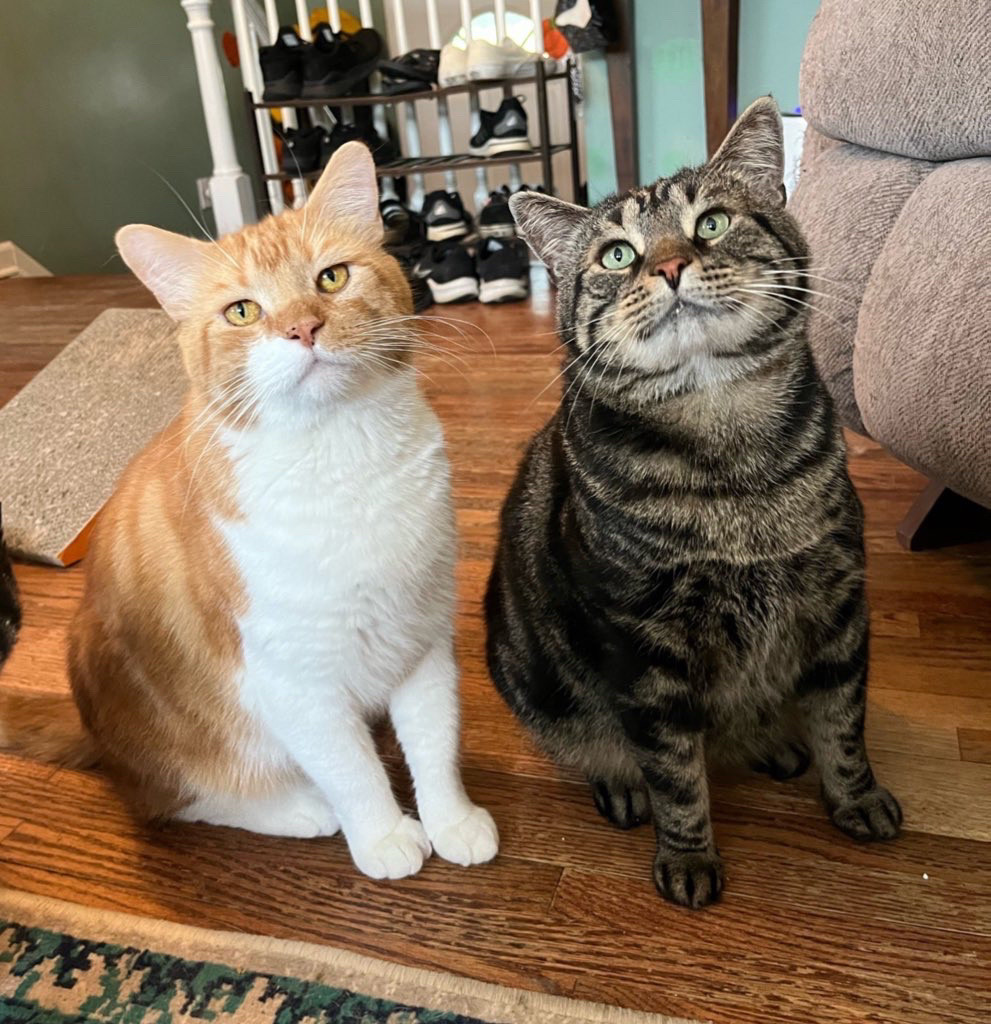 Mr Lover, an orange and white tabby cat with amber eyes, sits next to Fishtopher, a brown tabby cat with green eyes. Lover sits with his paws close together and looks at the camera with a neutral expression. Fishtopher has a bit of a wider stance, and has some food on his mouth.