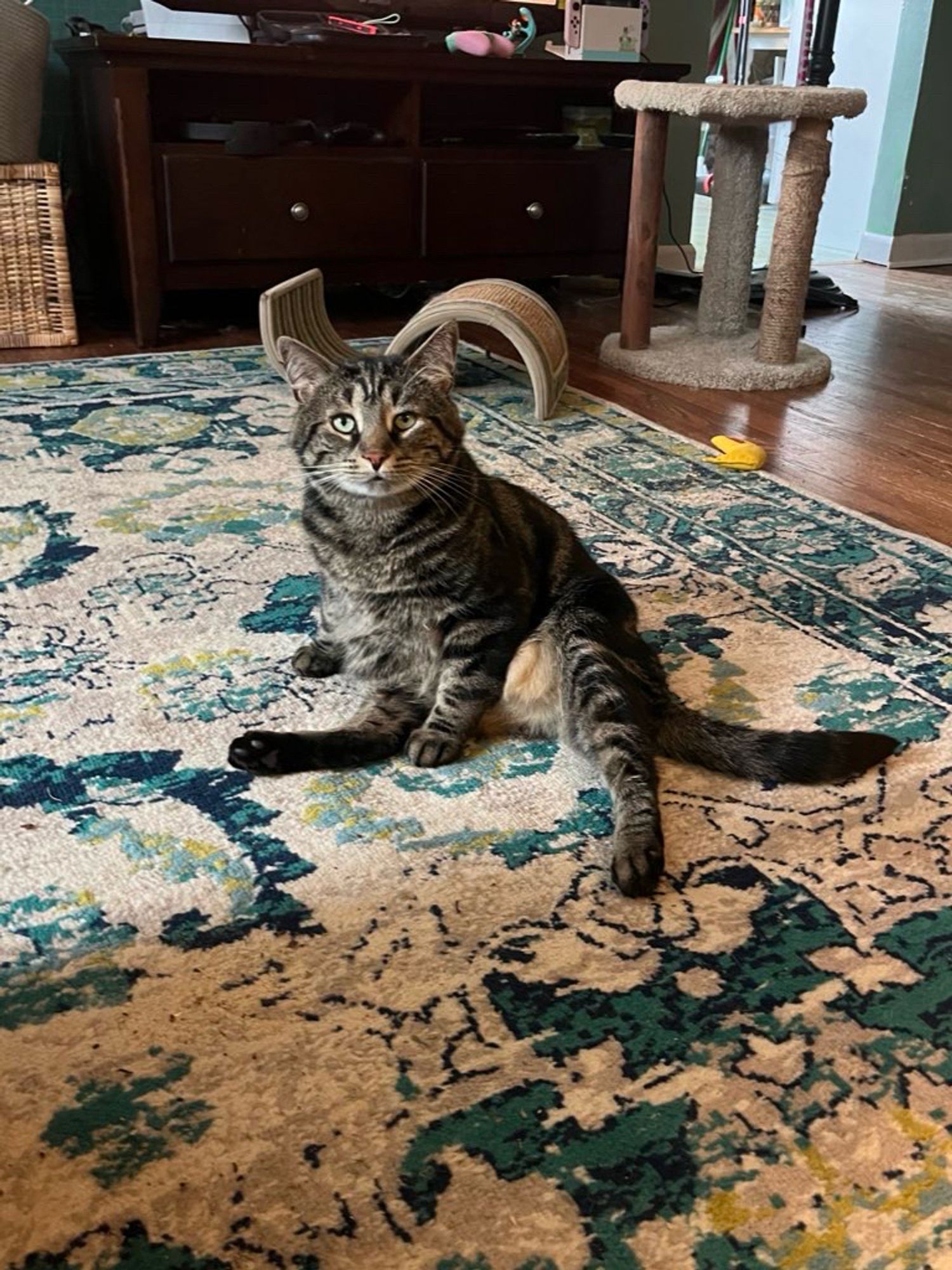 Fishtopher, a classic brown tabby cat, sitting on the floor in a silly pose. He sits on his back end, with one front paw in between his hind legs, and his other front paw placed behind him for support. He stares ahead at the camera with bright green eyes.