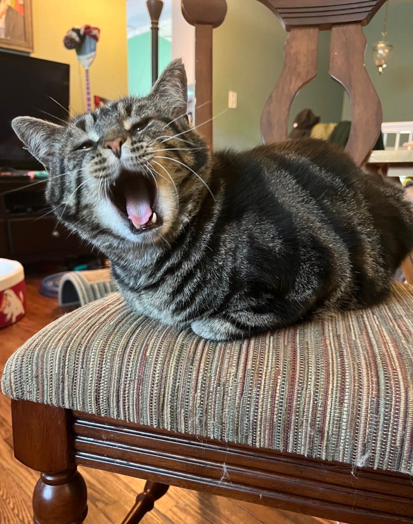 Fishtopher, a brown tabby cat, laying in a 