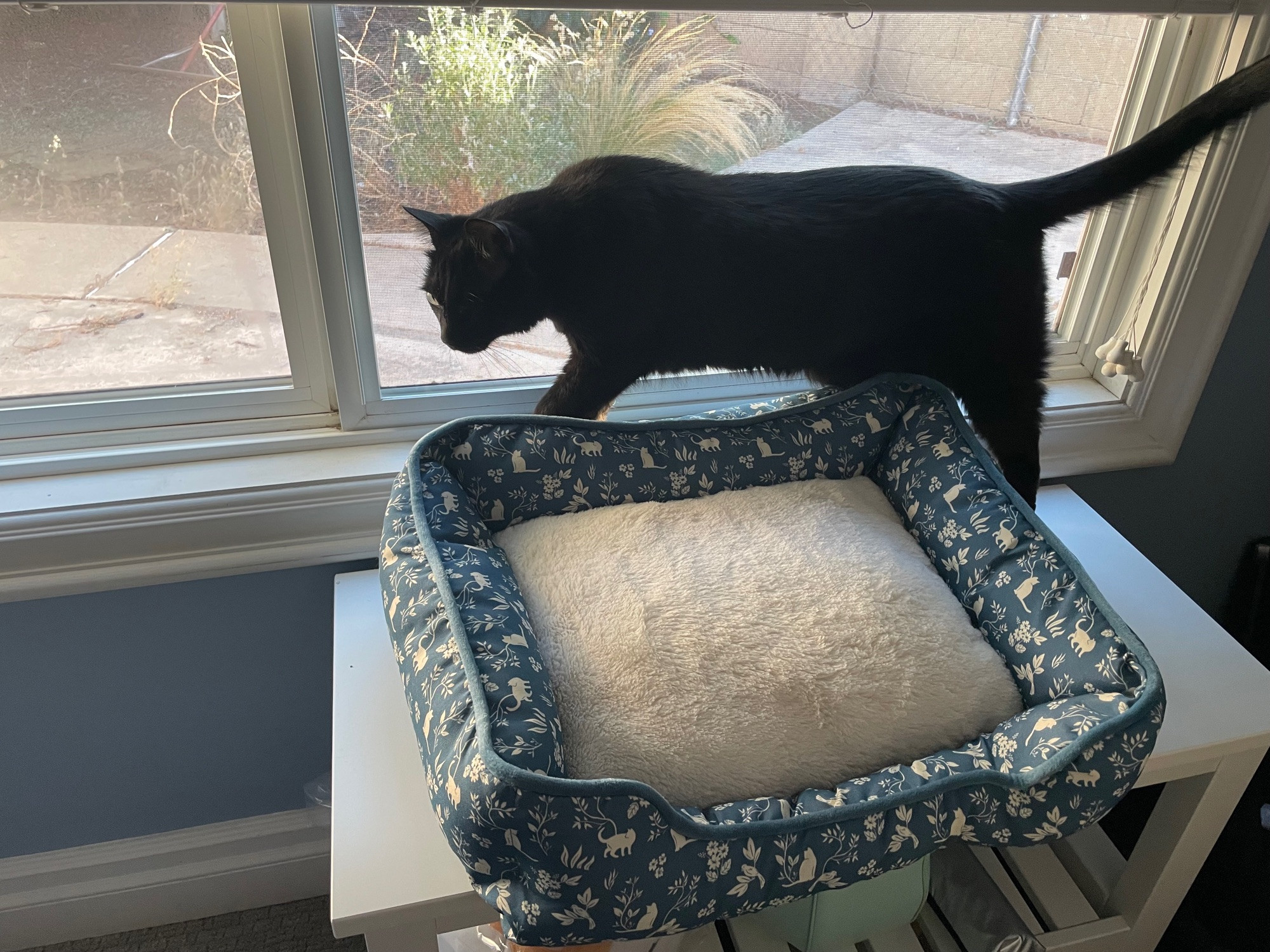 A black cat avoiding a pet bed.