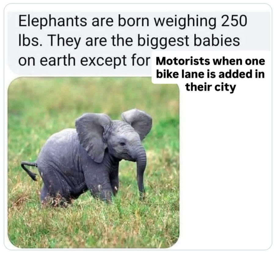 "Elephants are born weighing 250 lbs. They are the biggest babies on earth except" - with the text added at the end: "motorists when one bike lane is added in their city"