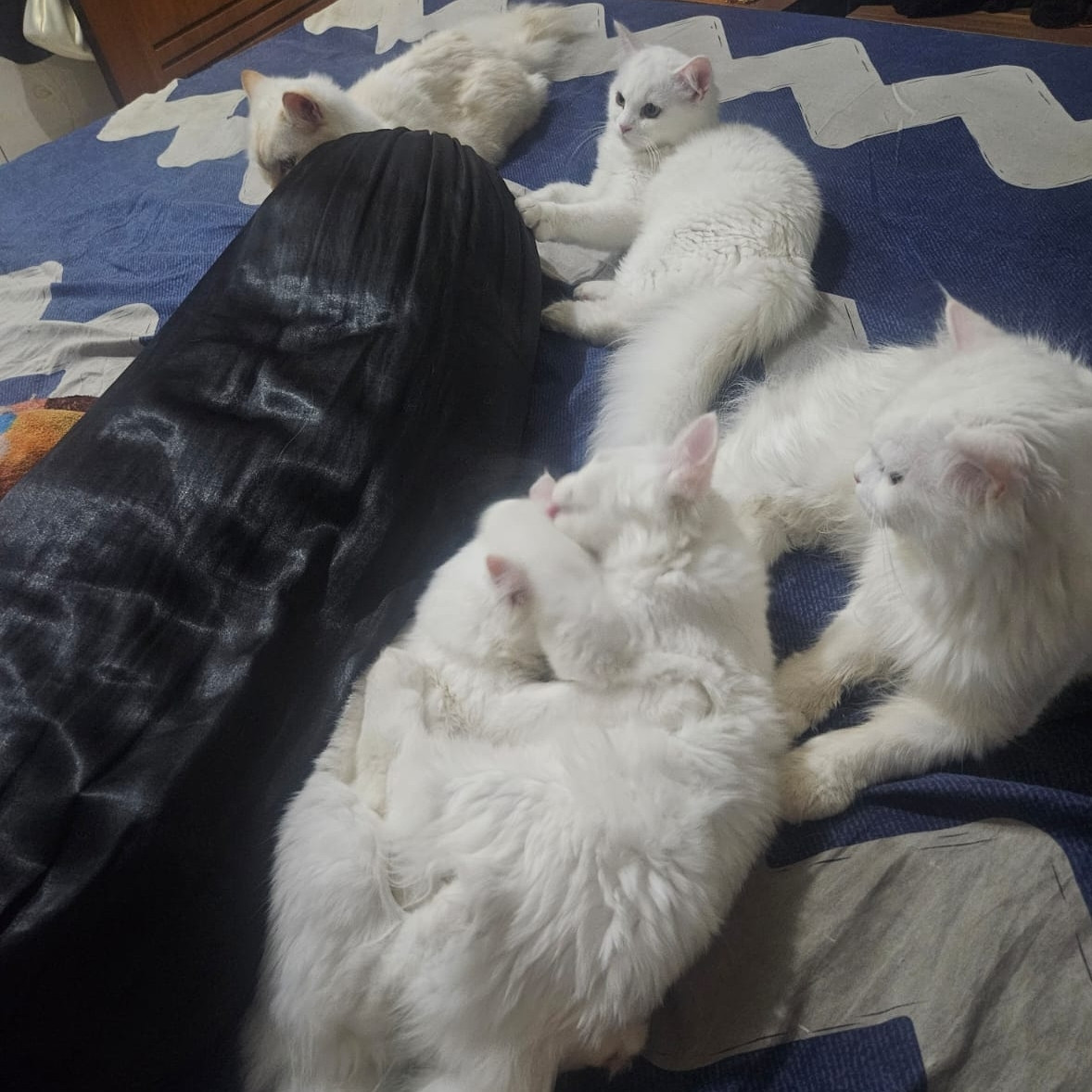 5 cats