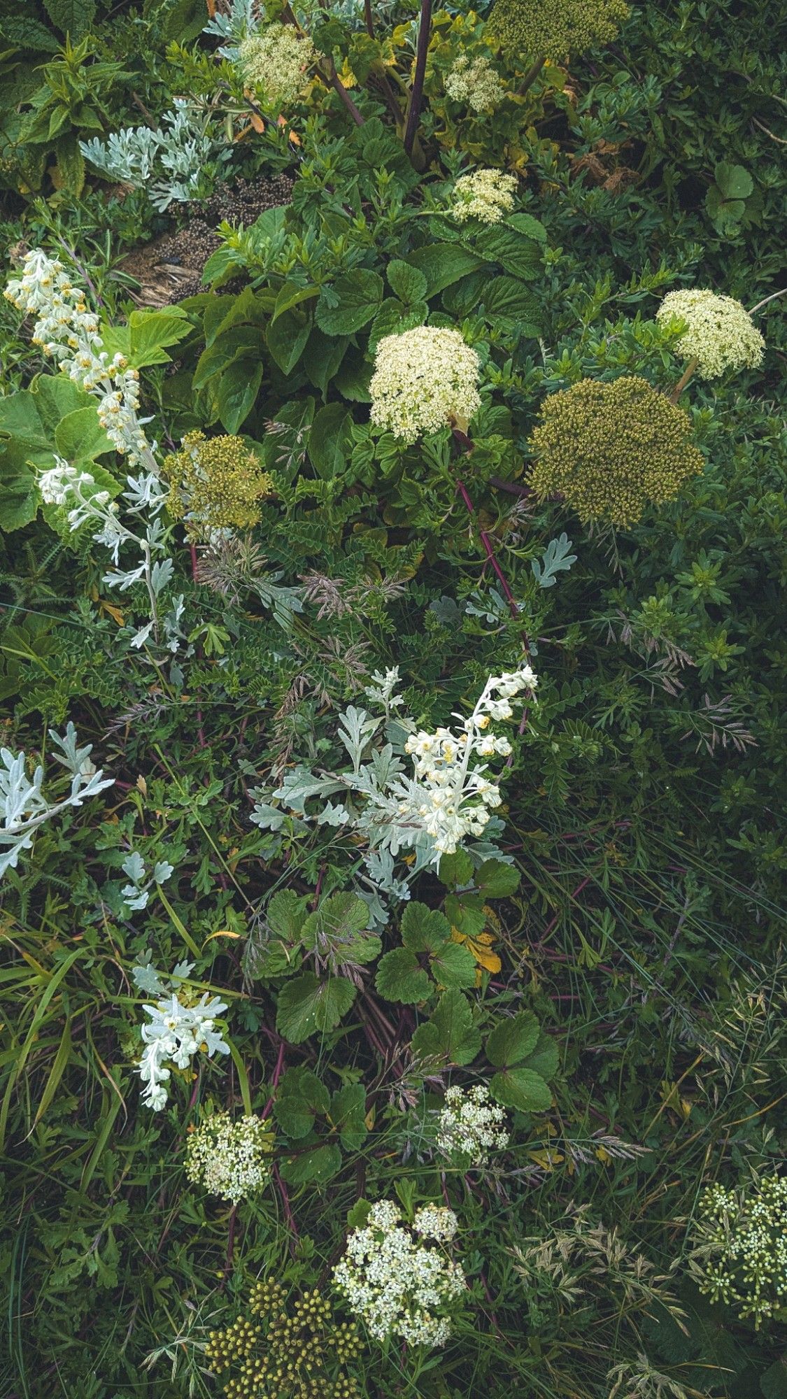 名前を知らない美しい草花たち。