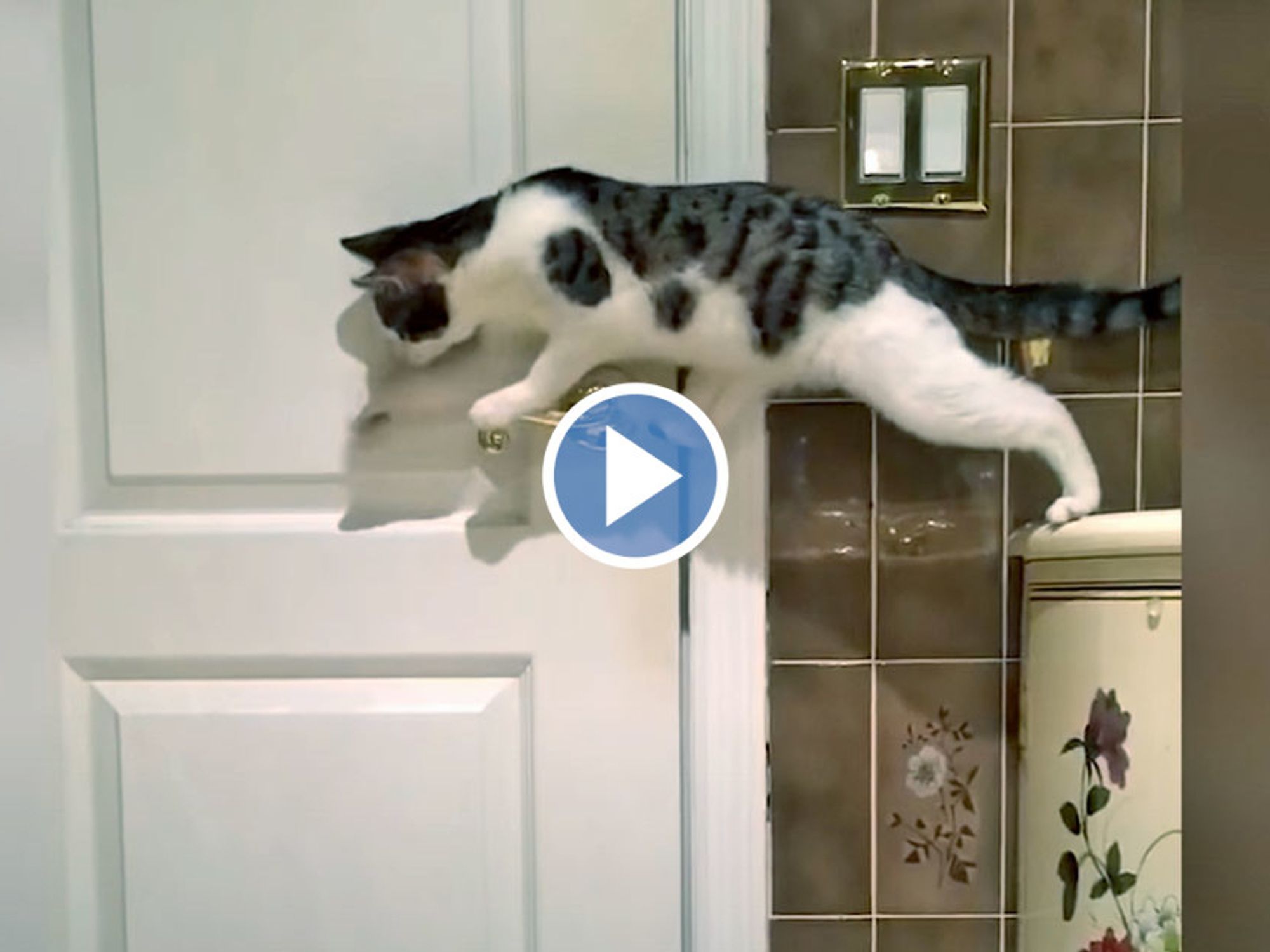 An video of an adorable little kitten using its paws to open a door, displaying curiosity and determination