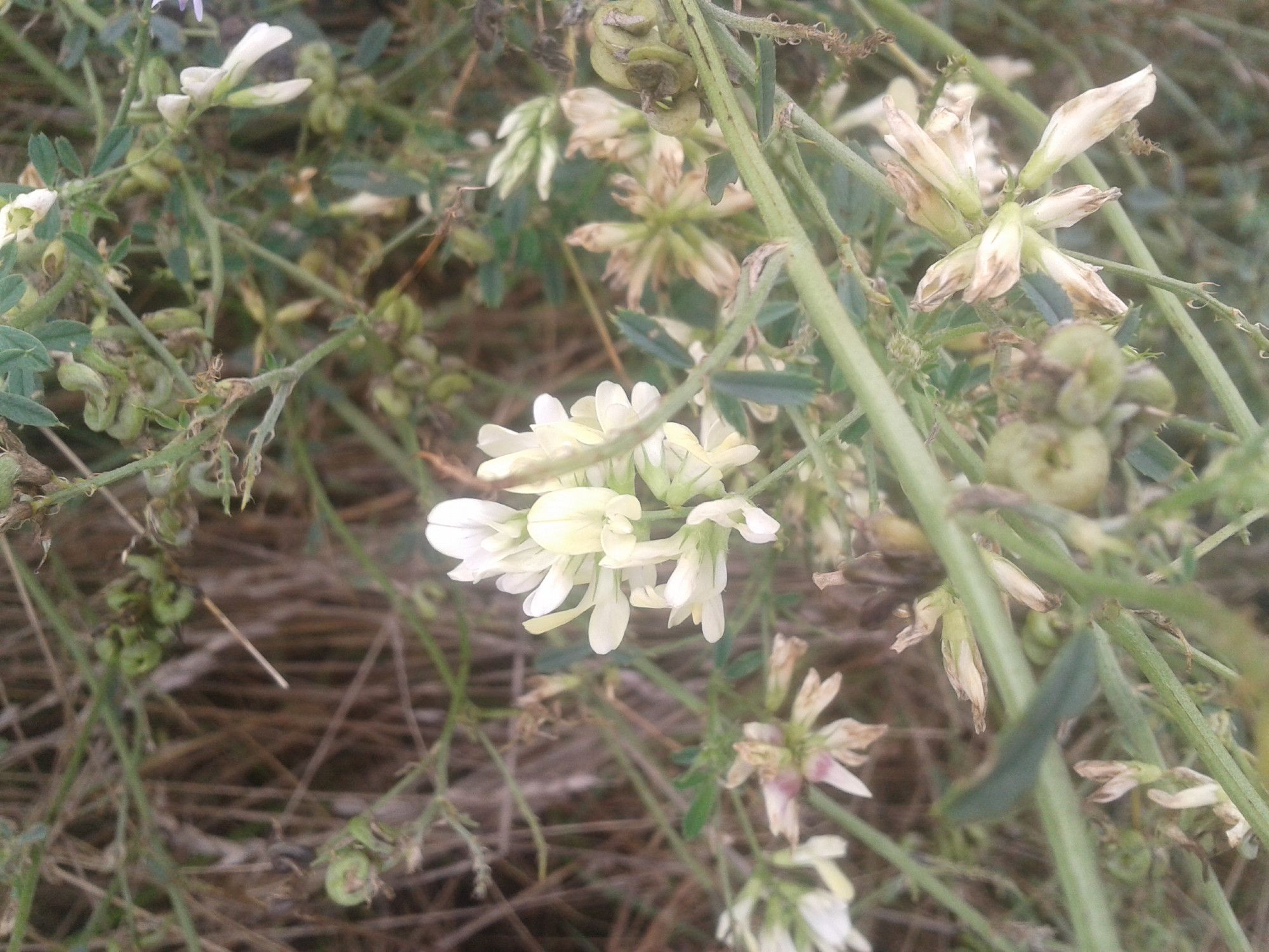 pale yellow flowers of pea family plant, Lucerne, charactersitic pea flower shape, with curling small green pods