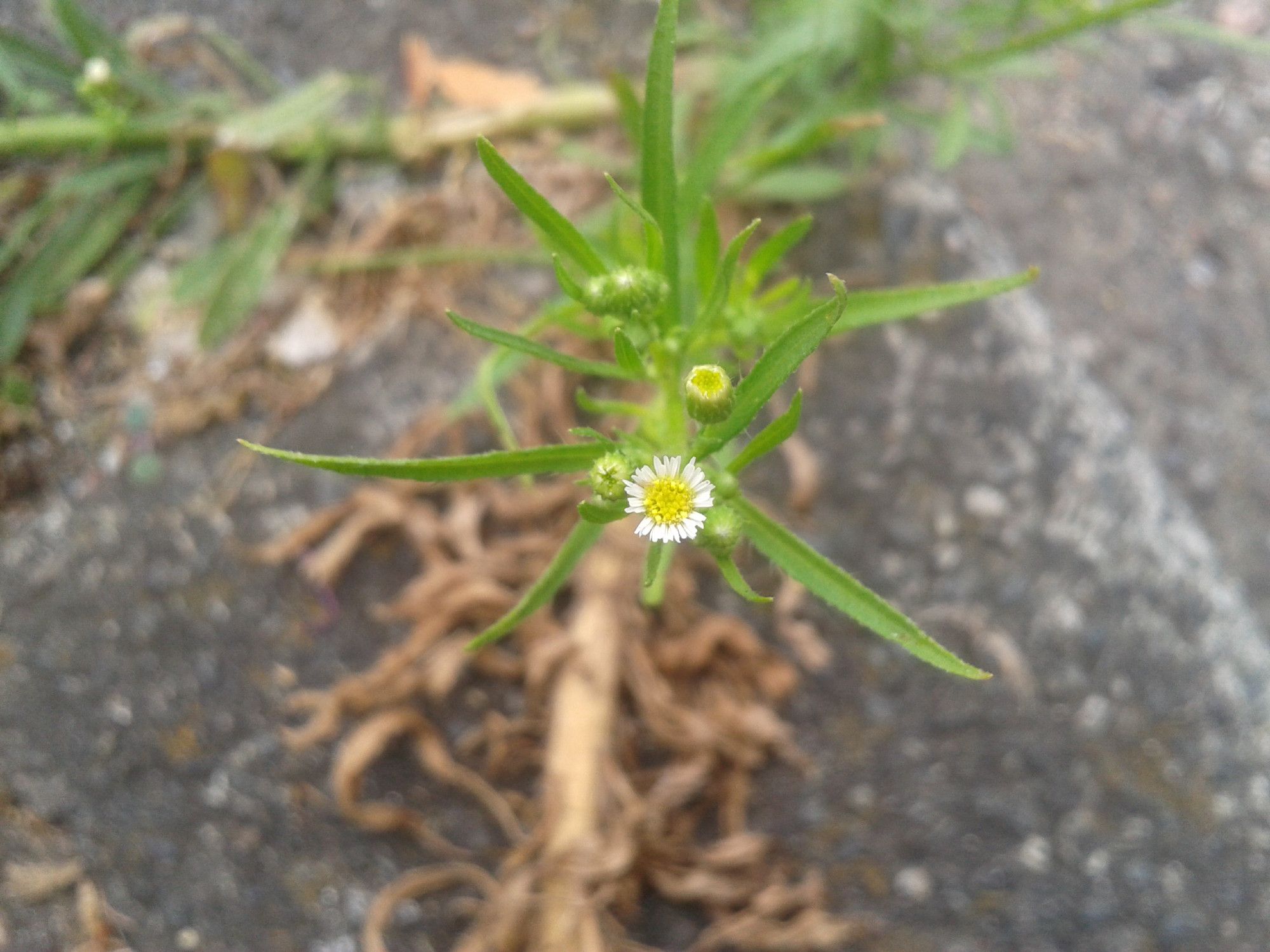 Greeen pointed leaves coming from a flowering stem seen from above -- one flower actually open, white petals surrounding yellow centre, daisy-like,