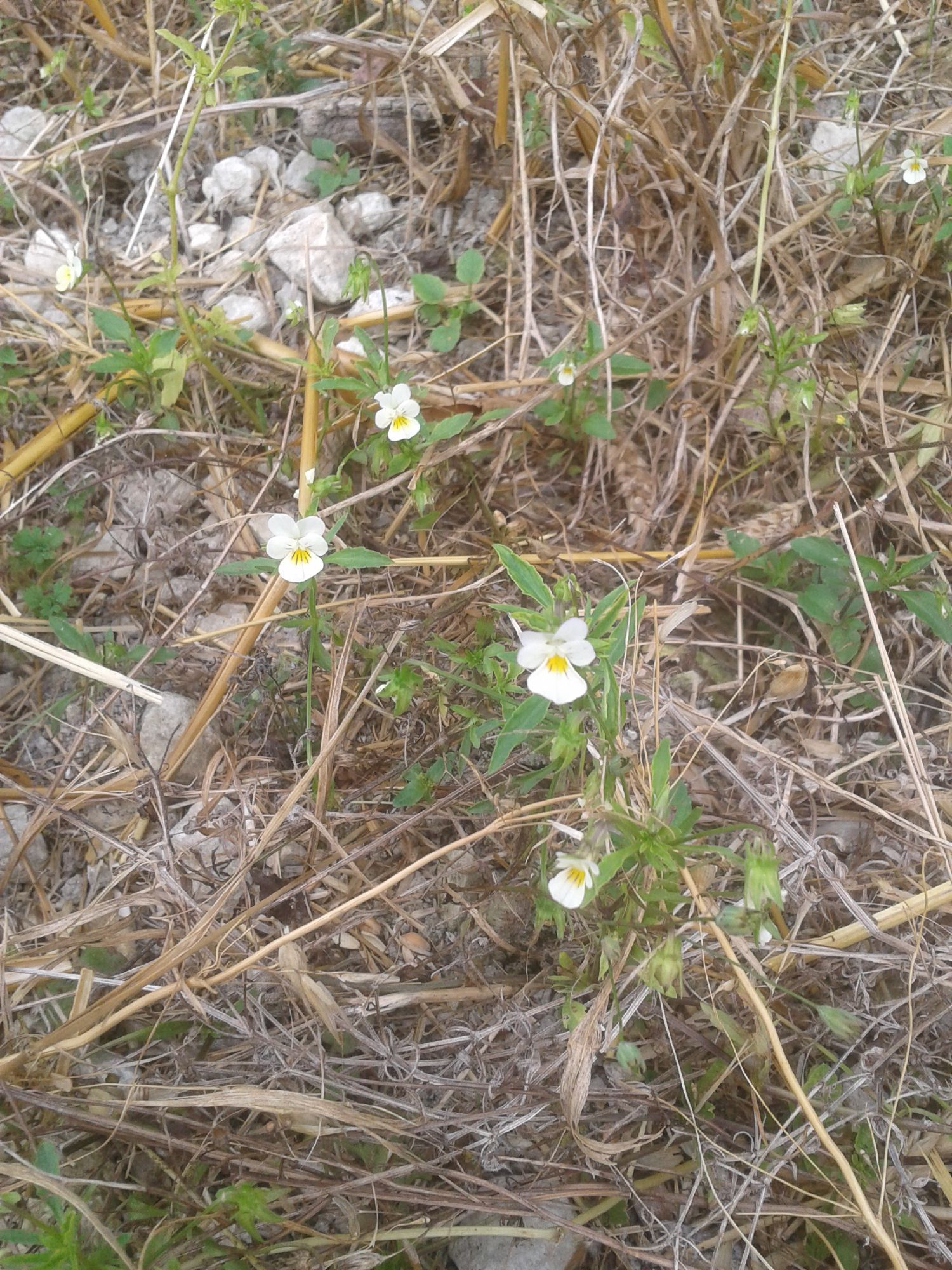 Heartsease, field pansy, pale yellow with deeper yellow centre with streaked lines, growing amid straggly bits of straw, survived cutting of wheat at edge of field.