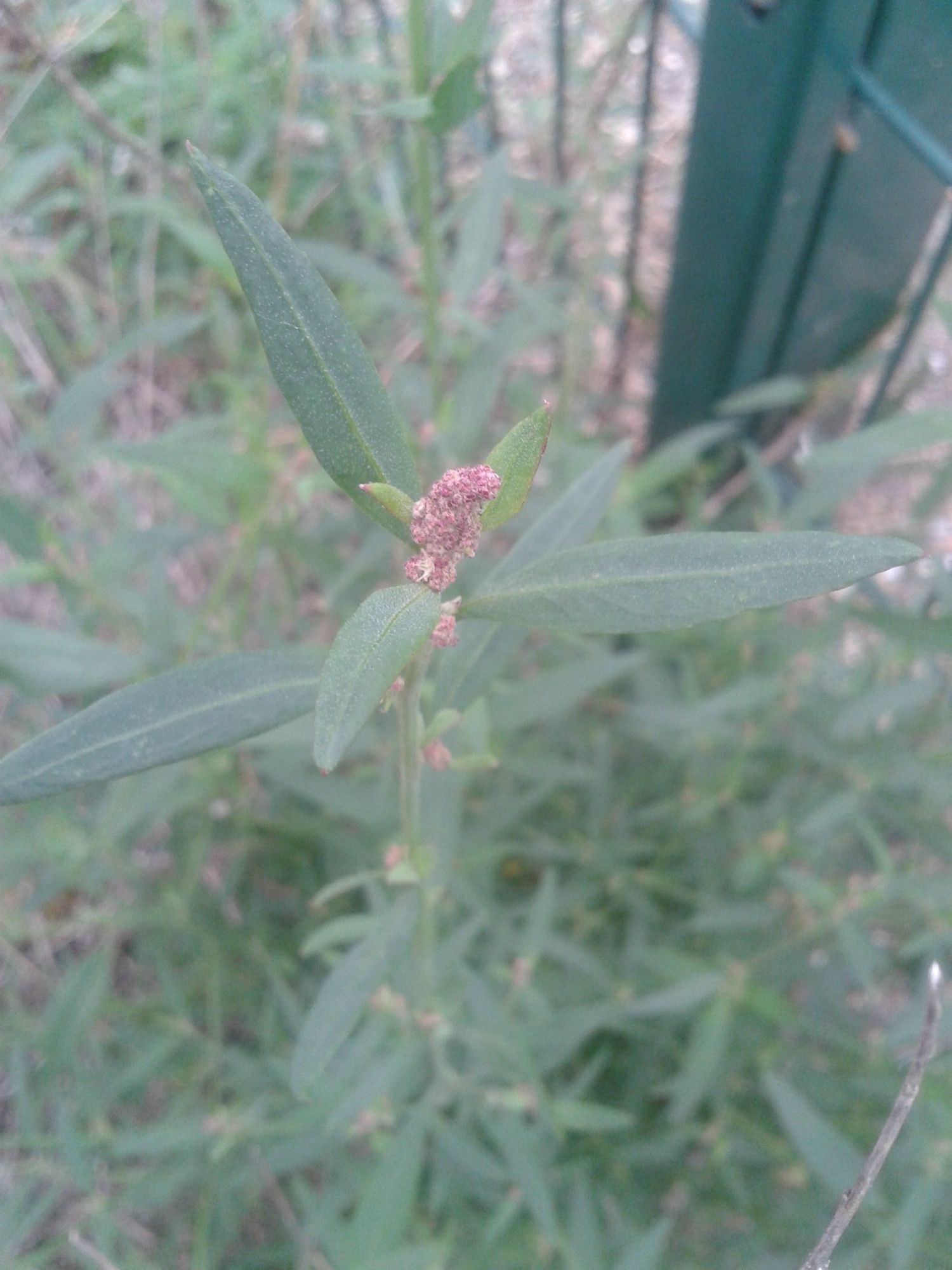 Pink-tinged flowering spike, flowers hard to distinguish, Narrow green leaves more flowers showing at leaf axils.