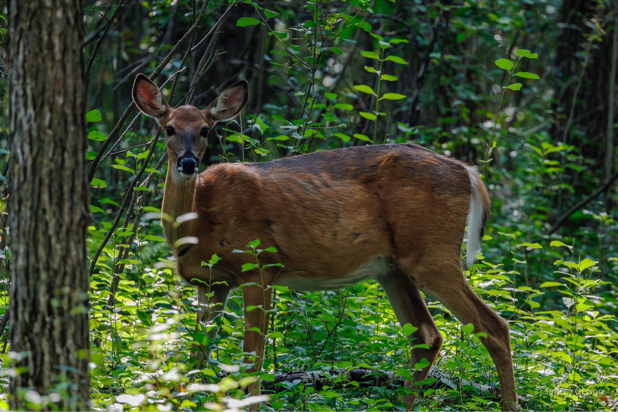 a deer