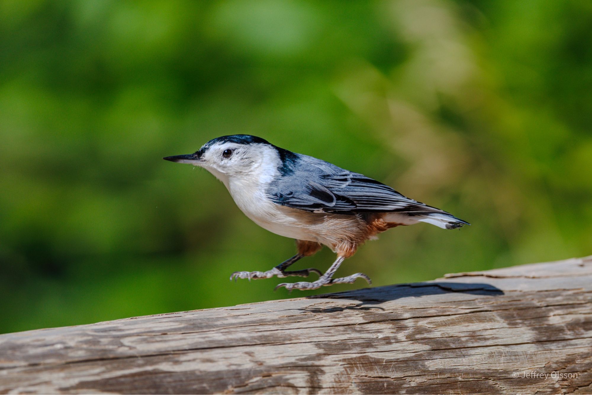 A white breasted chickadee jumps into the air without using its wings. So cute.