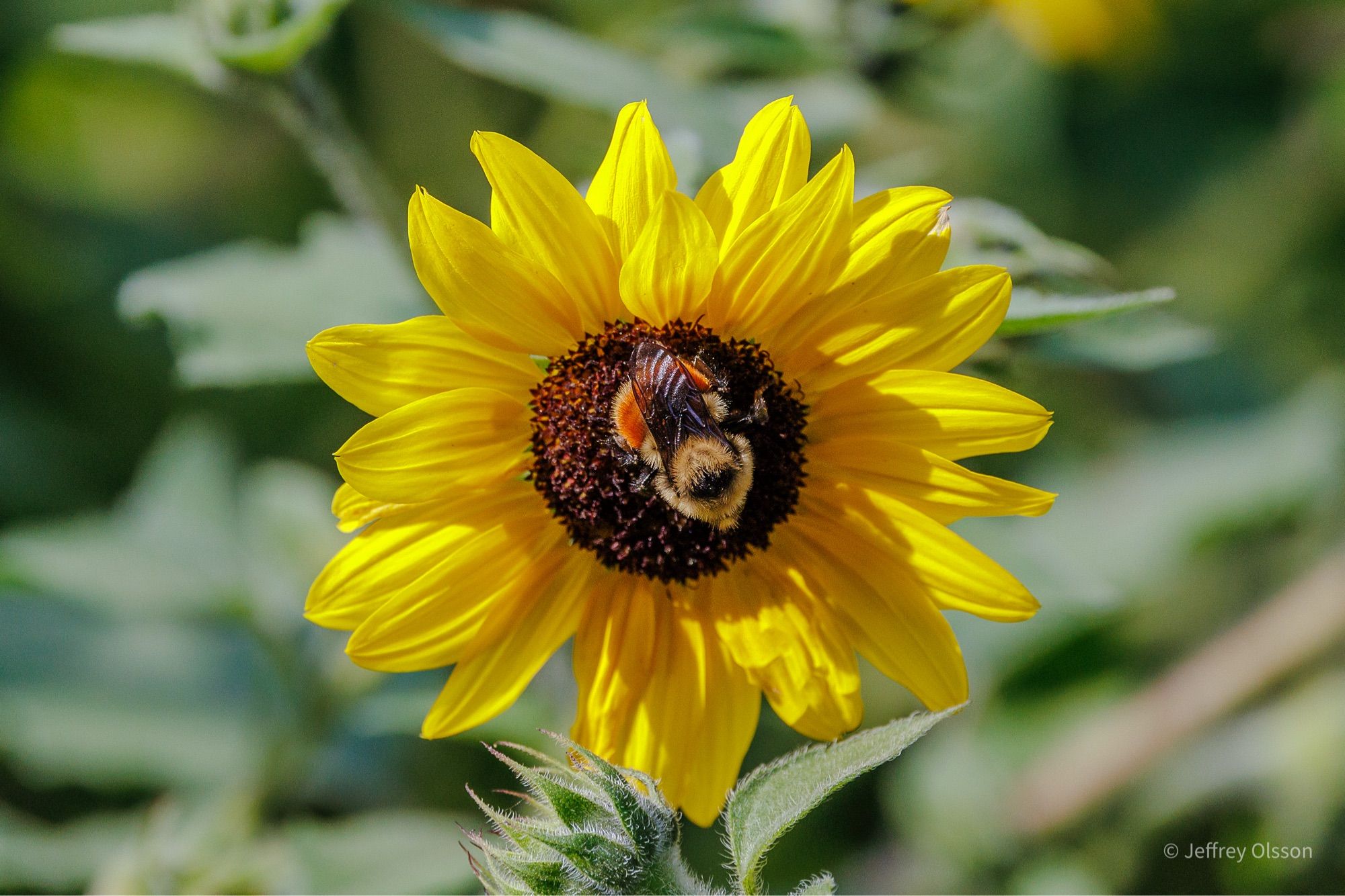 A closeup of a bee on a flower