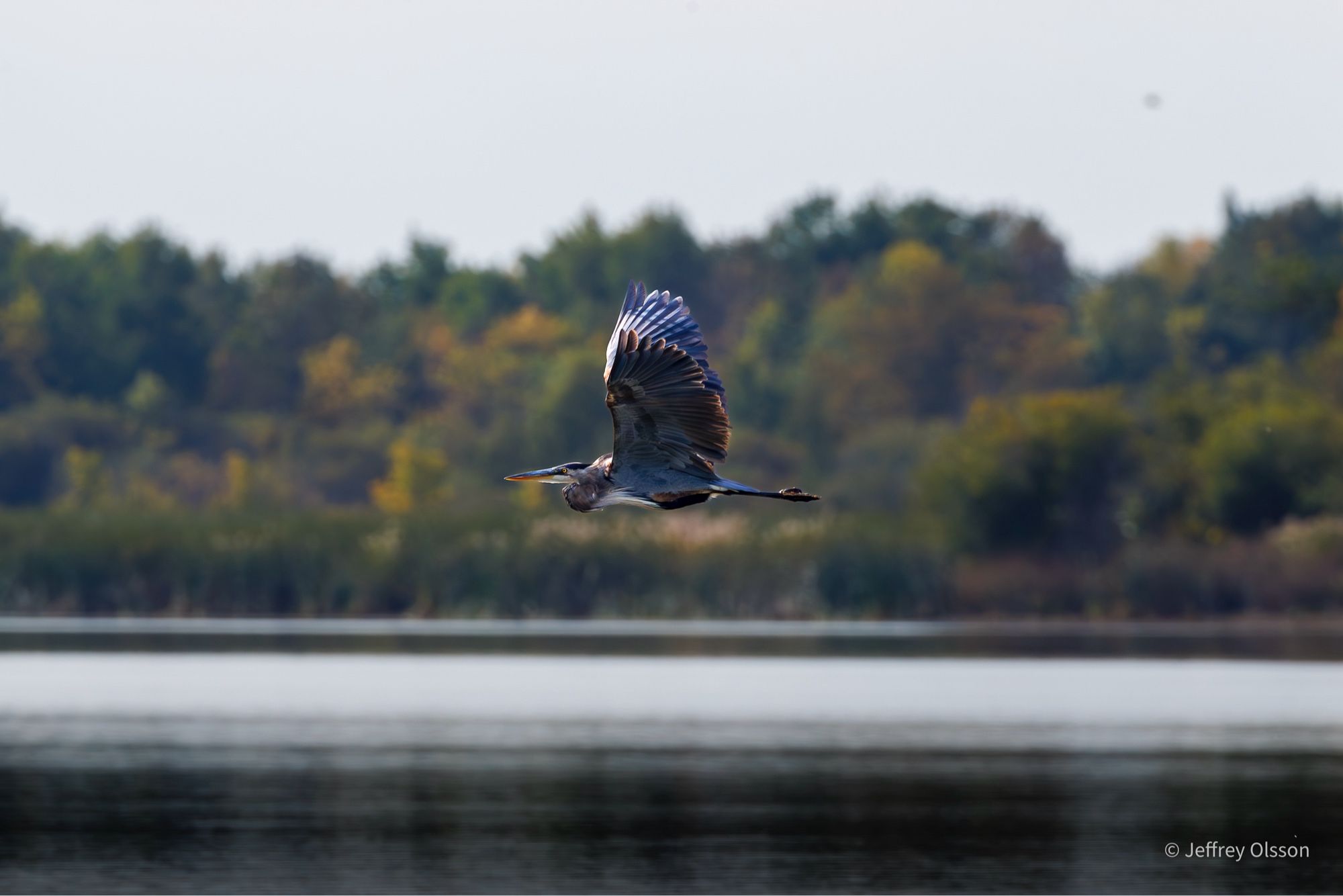 Great blue heron in transit over the water.