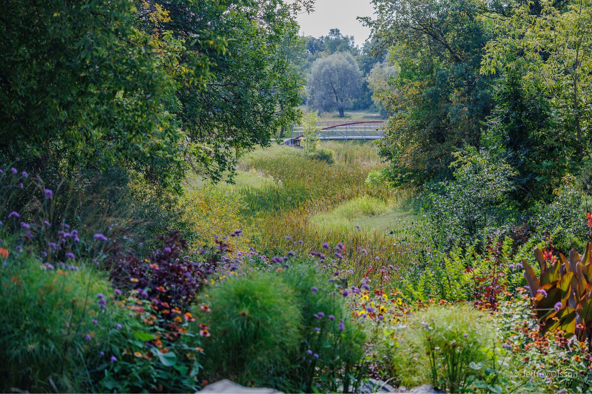 A forest meadow with flowers.