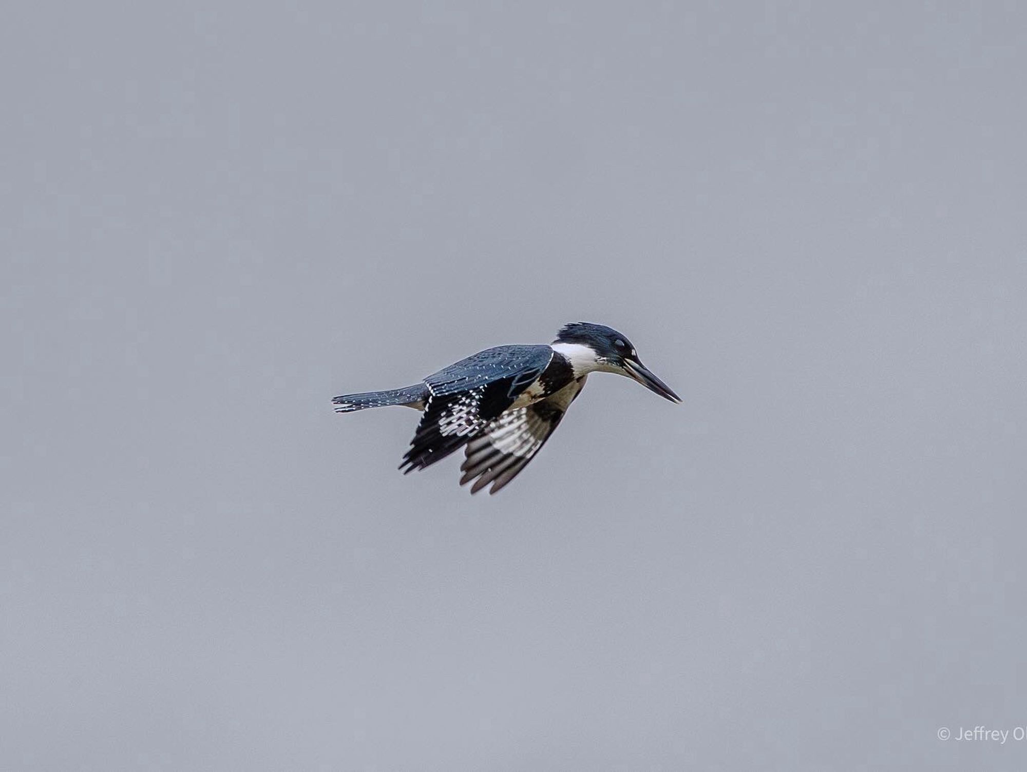 A belted kingfisher flying