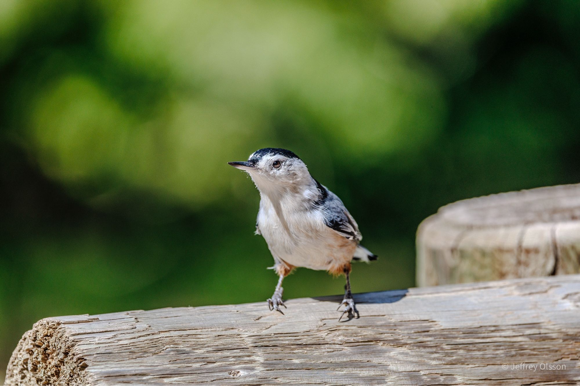 A white breasted chickadee looks me over, perhaps seeking a snack?