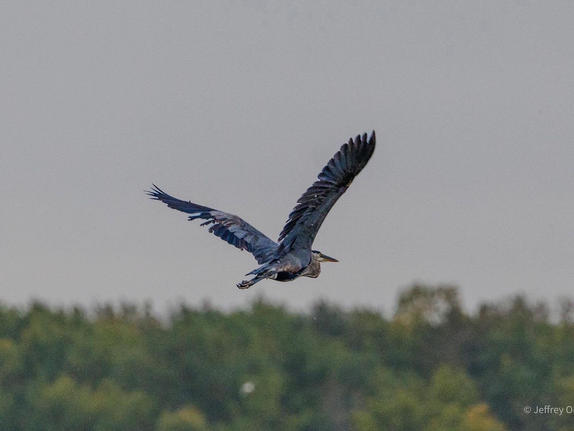 A blue Heron flying