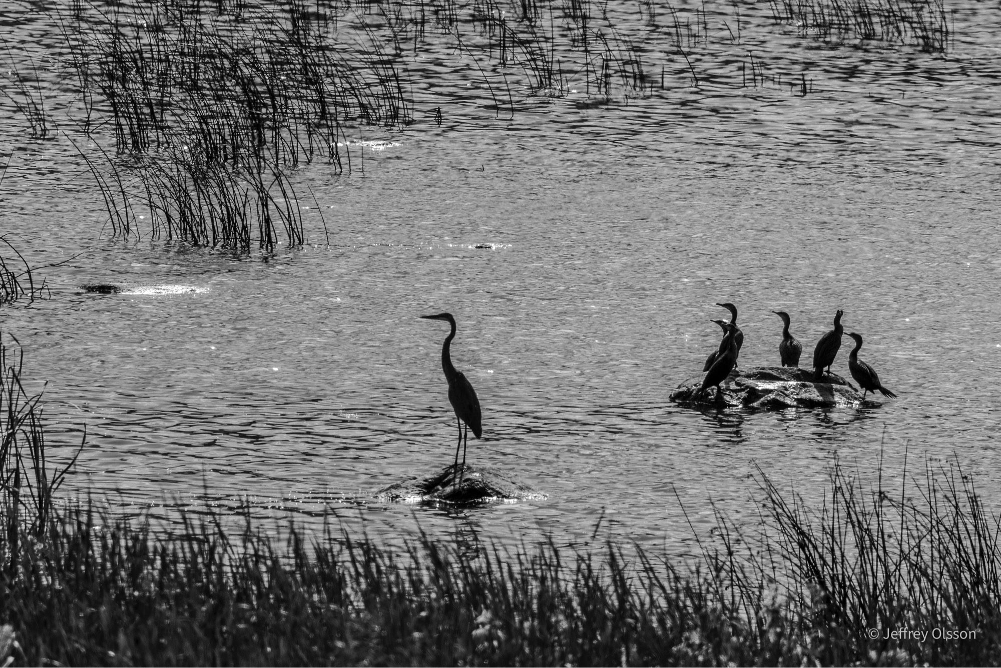 Great blue heron relaxes with a group of cormorants. Black and white photograph.