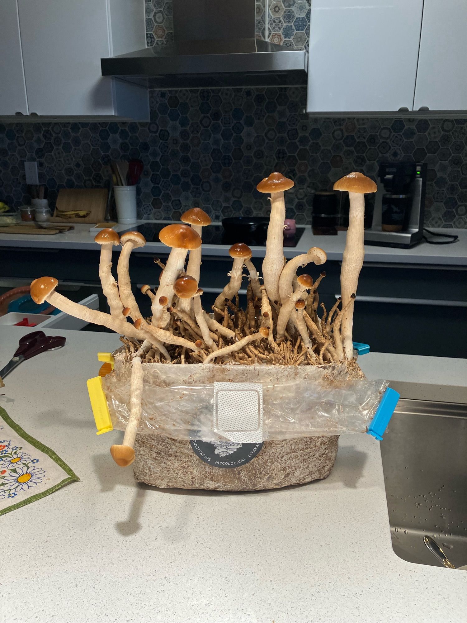 Pilopino mushrooms in their planter. I’ve been growing mushrooms in our kitchen and this batch is just about to be harvested. They are called Pilopino a species that is indigenous to Italy. They have a robust flavour and I cannot wait to taste them in our supper tonight.