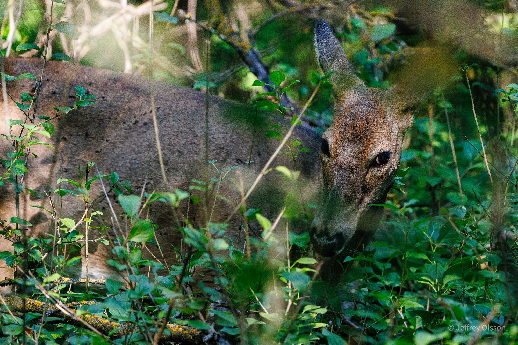 a deer partially hidden by brush.