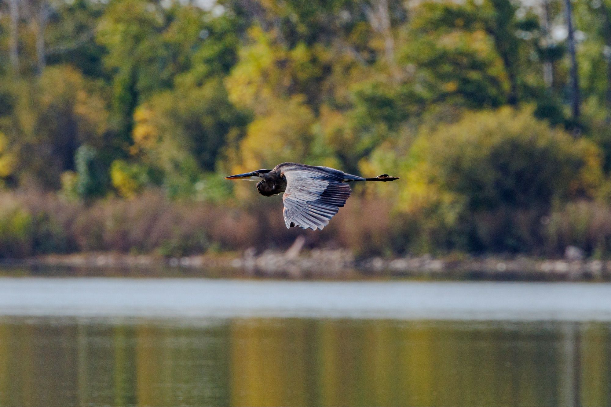 Great blue heron in transit over the water.