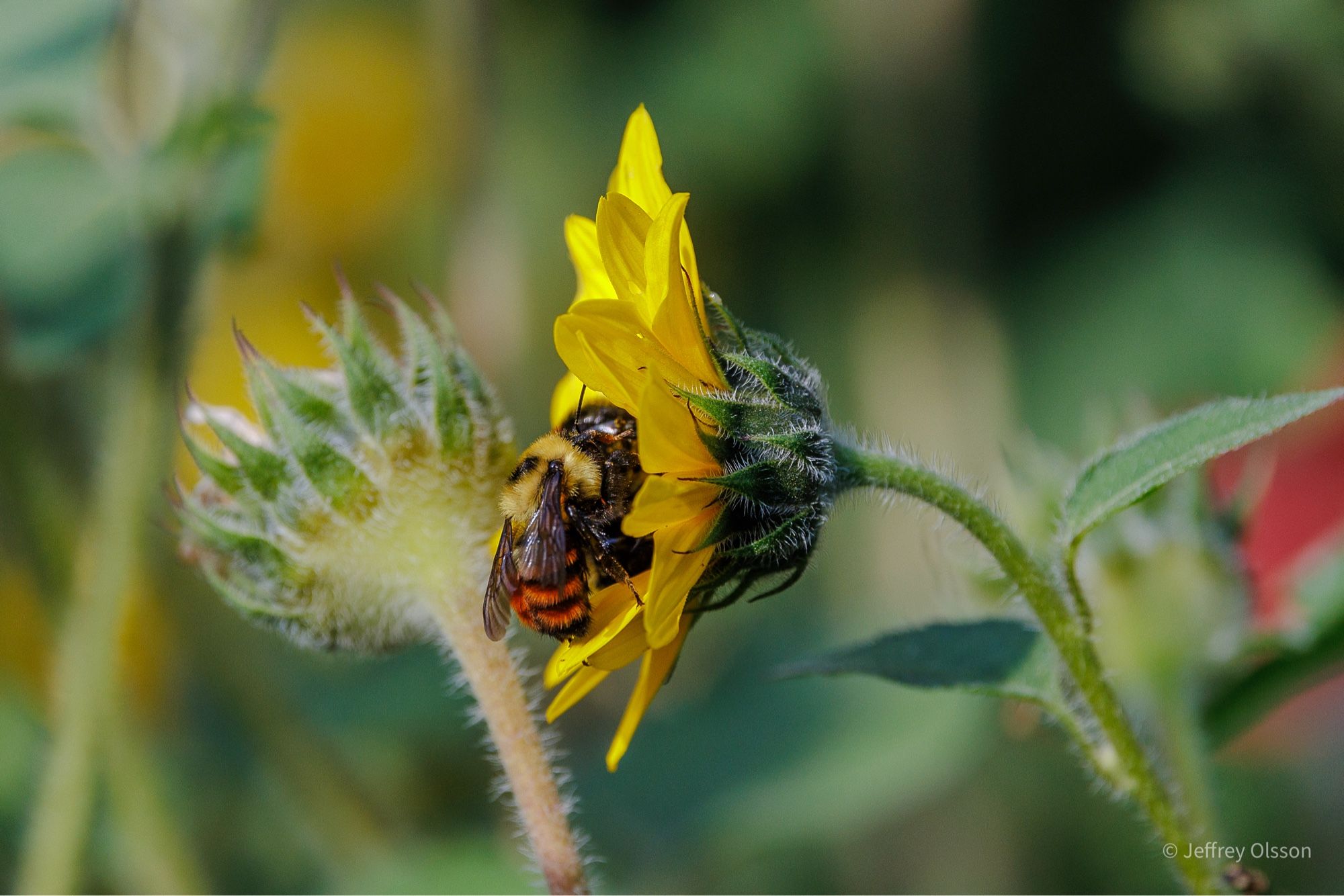 Bee on a flower