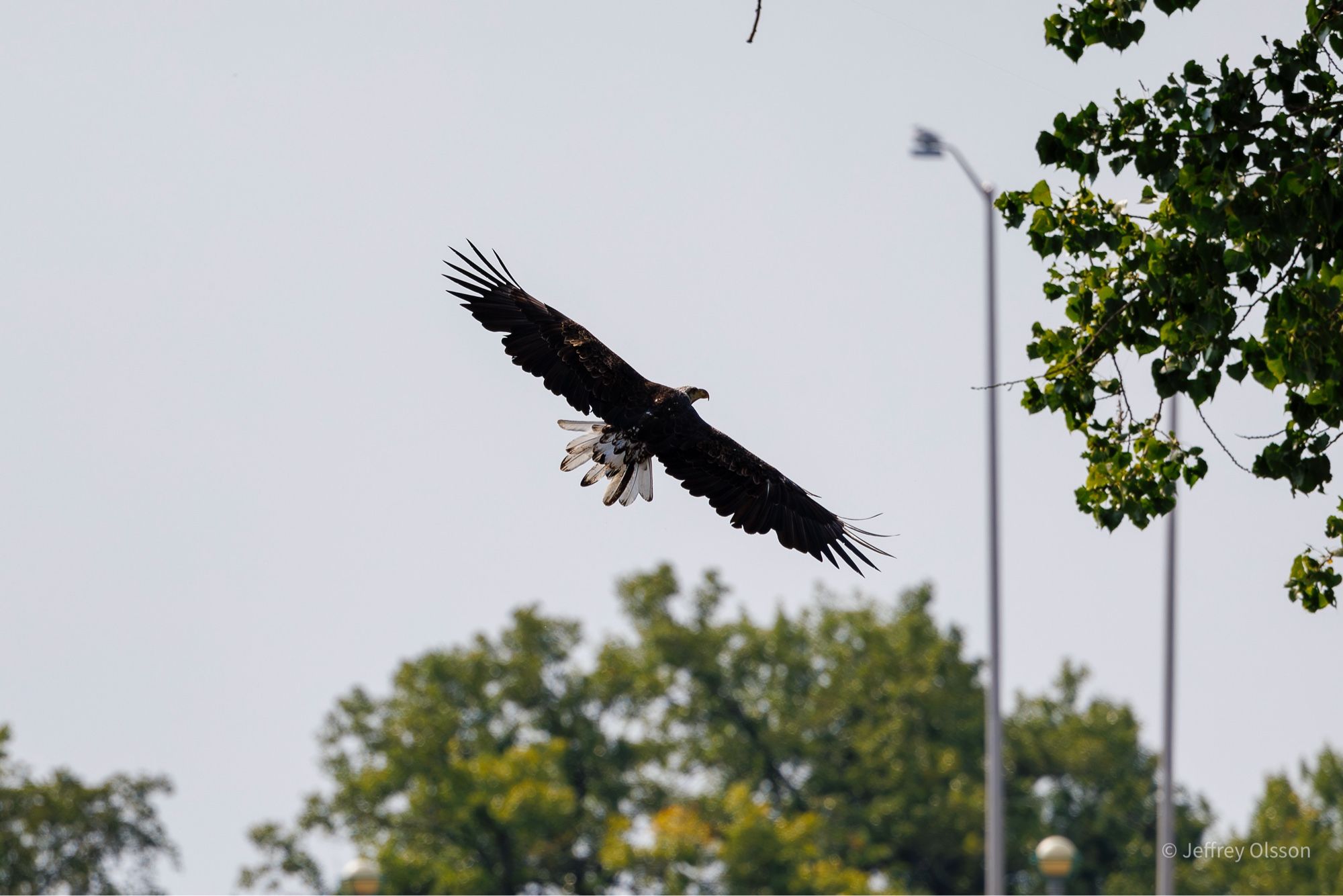 A bald eagle searches for prey in a tree in downtown winnipeg. Bird lovers are excited.