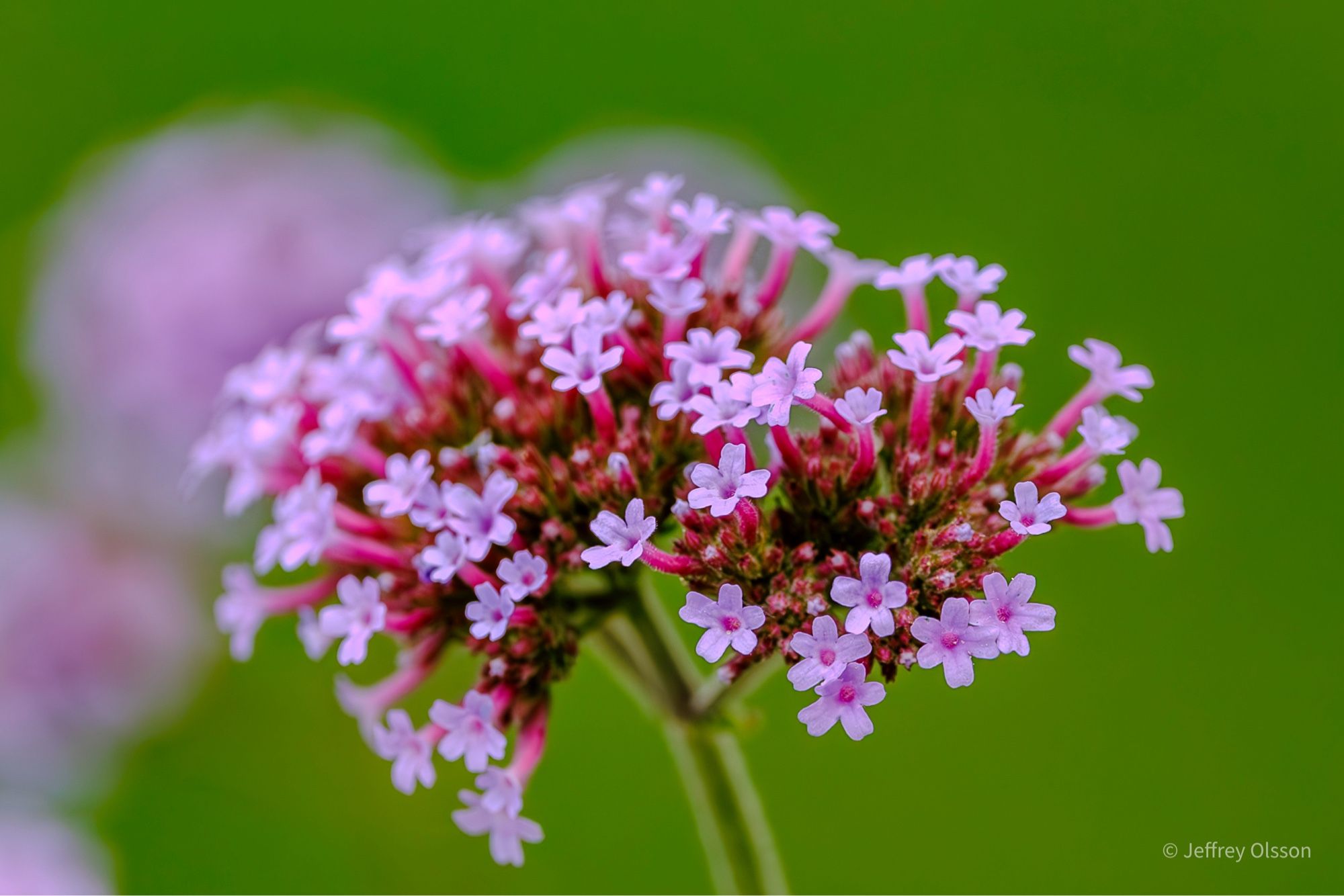 A closeup of a tiny showering plant