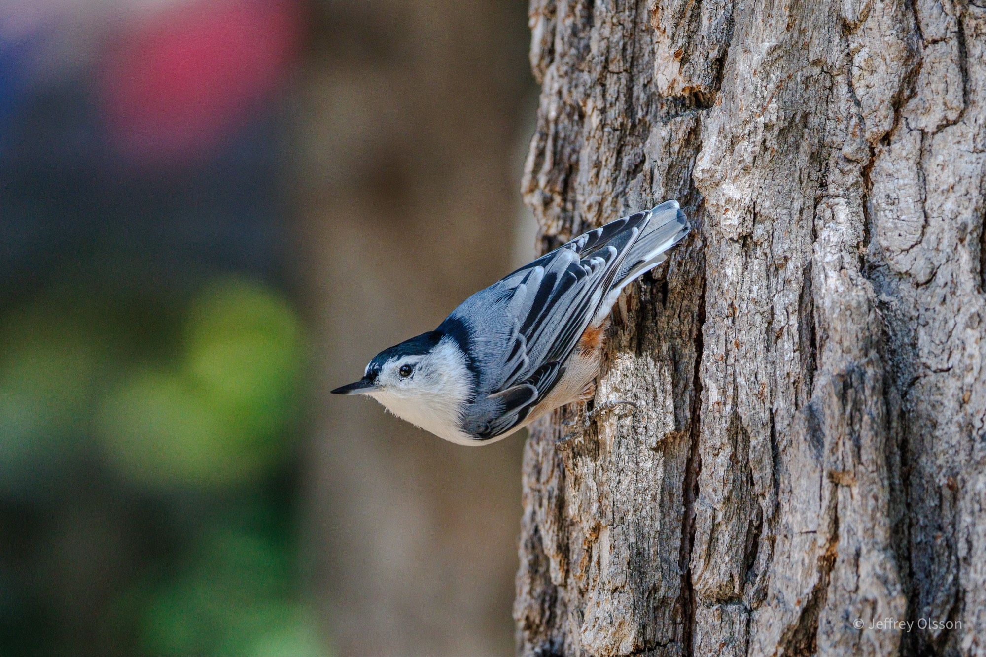 A white breasted chickadee sits upside down on a tree, craning its neck to see whats going on. So cute.