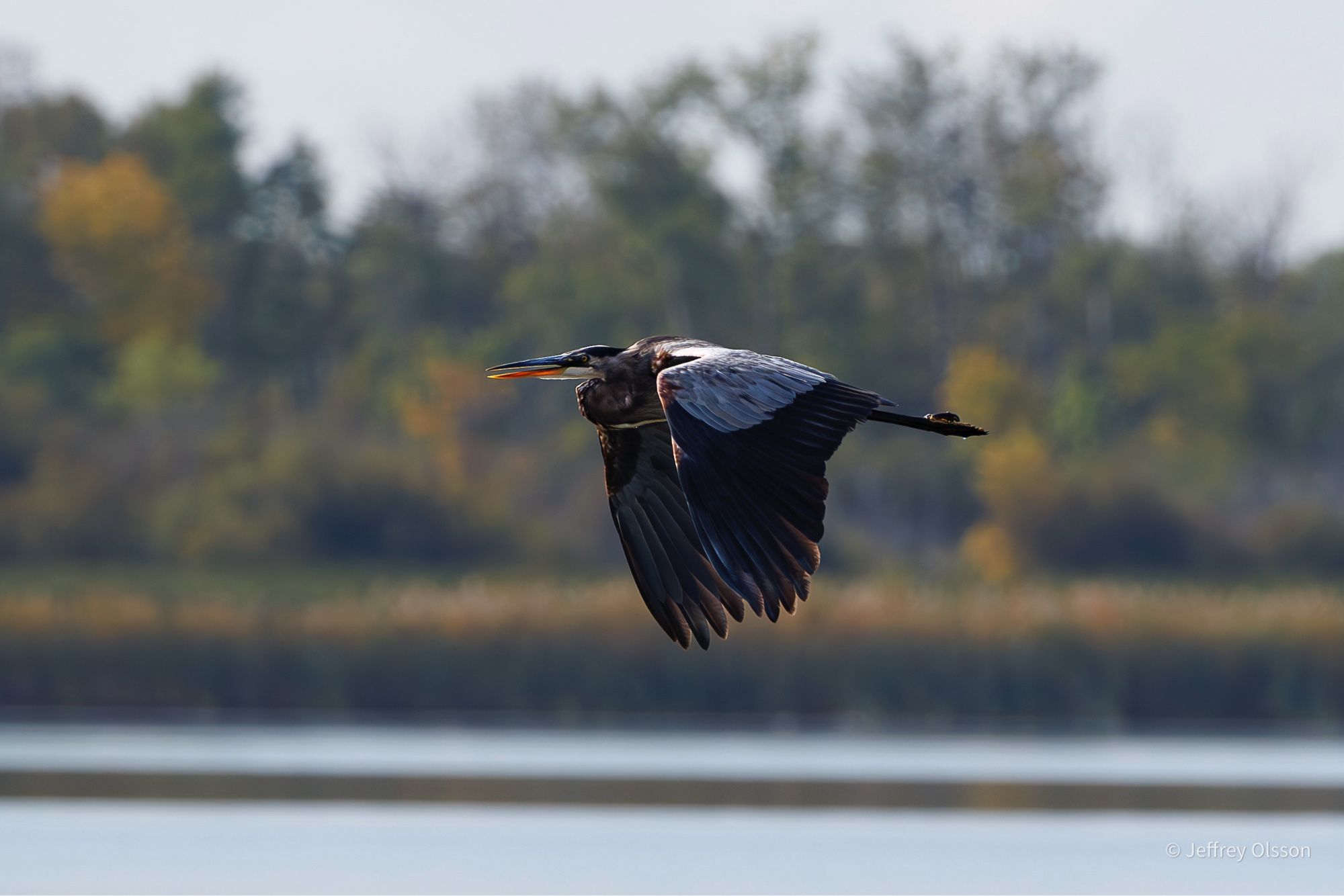 Great blue heron in transit over the water.