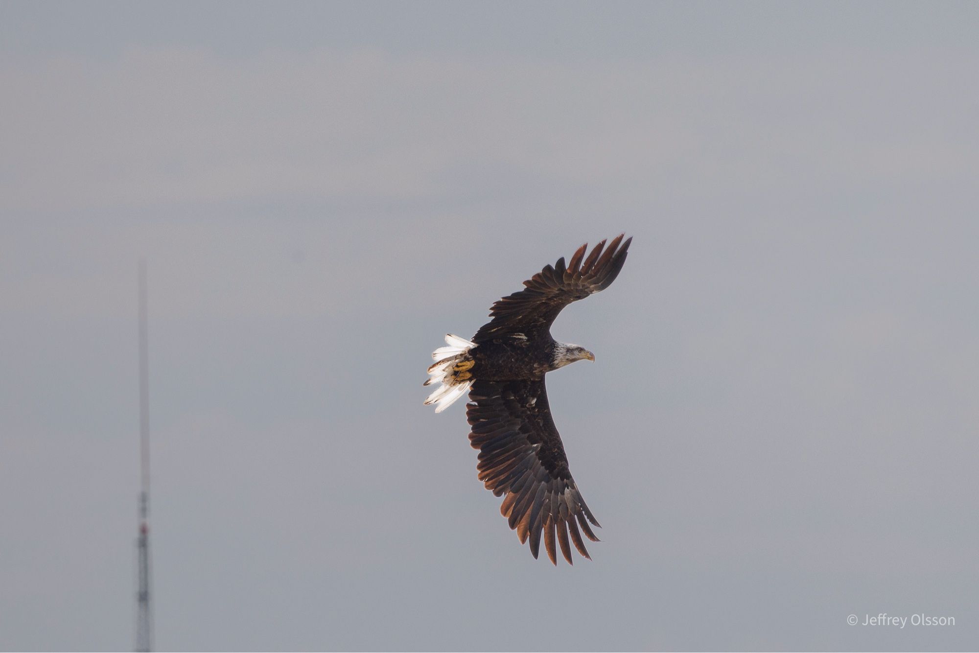 A bald eagle circles back to take its prey in downtown Winnipeg. Birds, eagles, river,