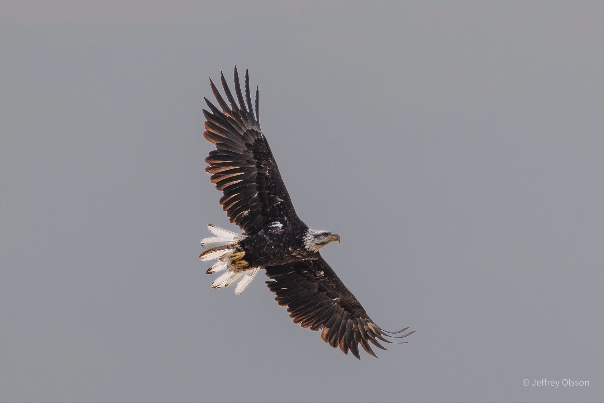 A bald Eagle flies majesticly over down town WInnipeg.