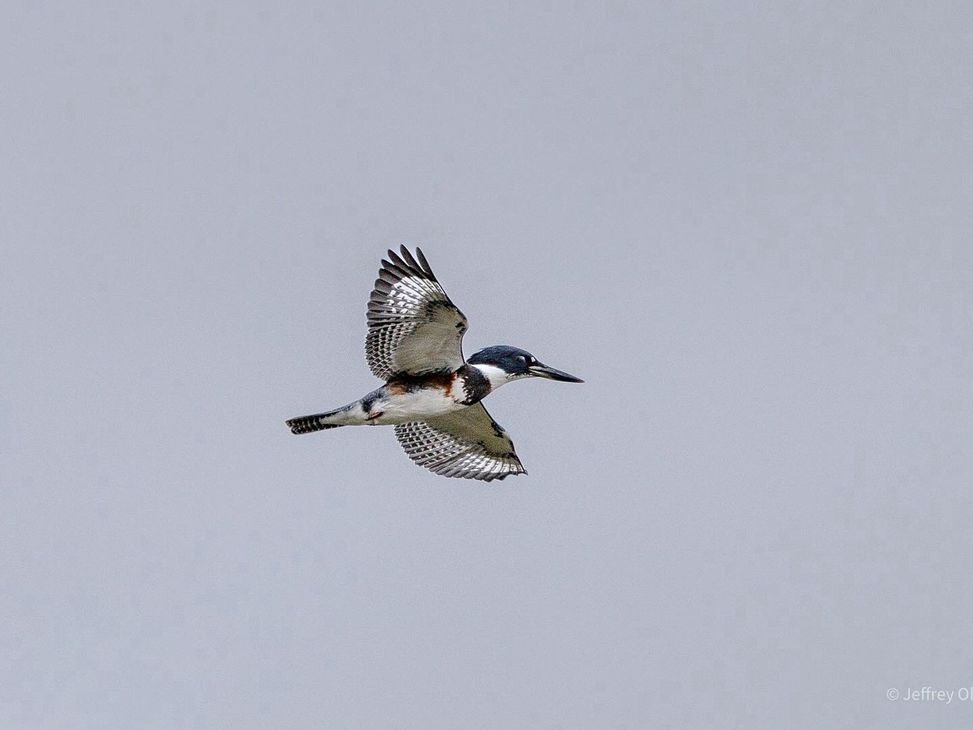 A belted kingfisher accelerates away.